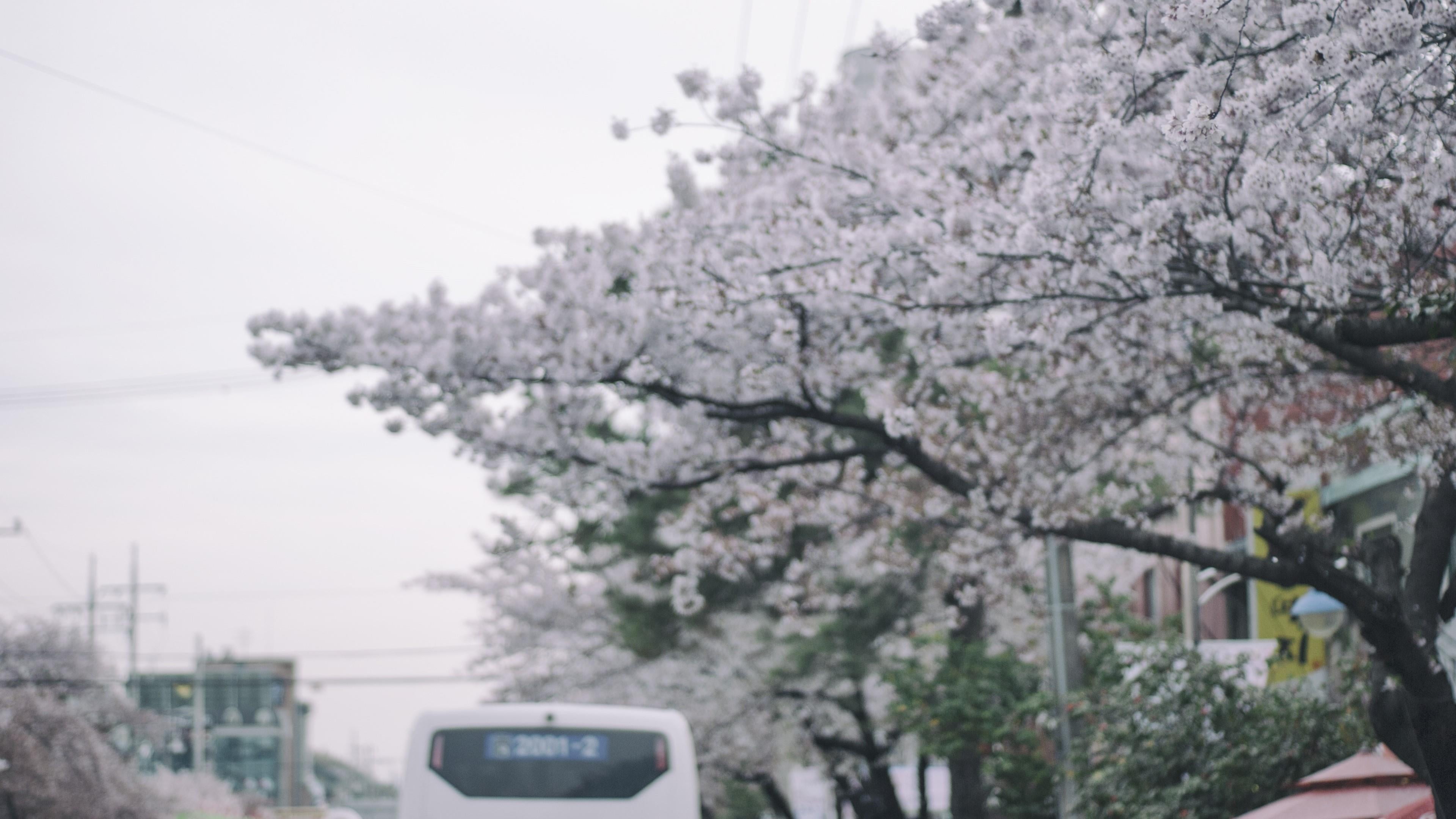 4K, cherryblossom, city, cherry blossom, outdoors, springtime, life, fragility, beauty in nature, blossom, nature, flower, plant, architecture, growth, HD Wallpaper