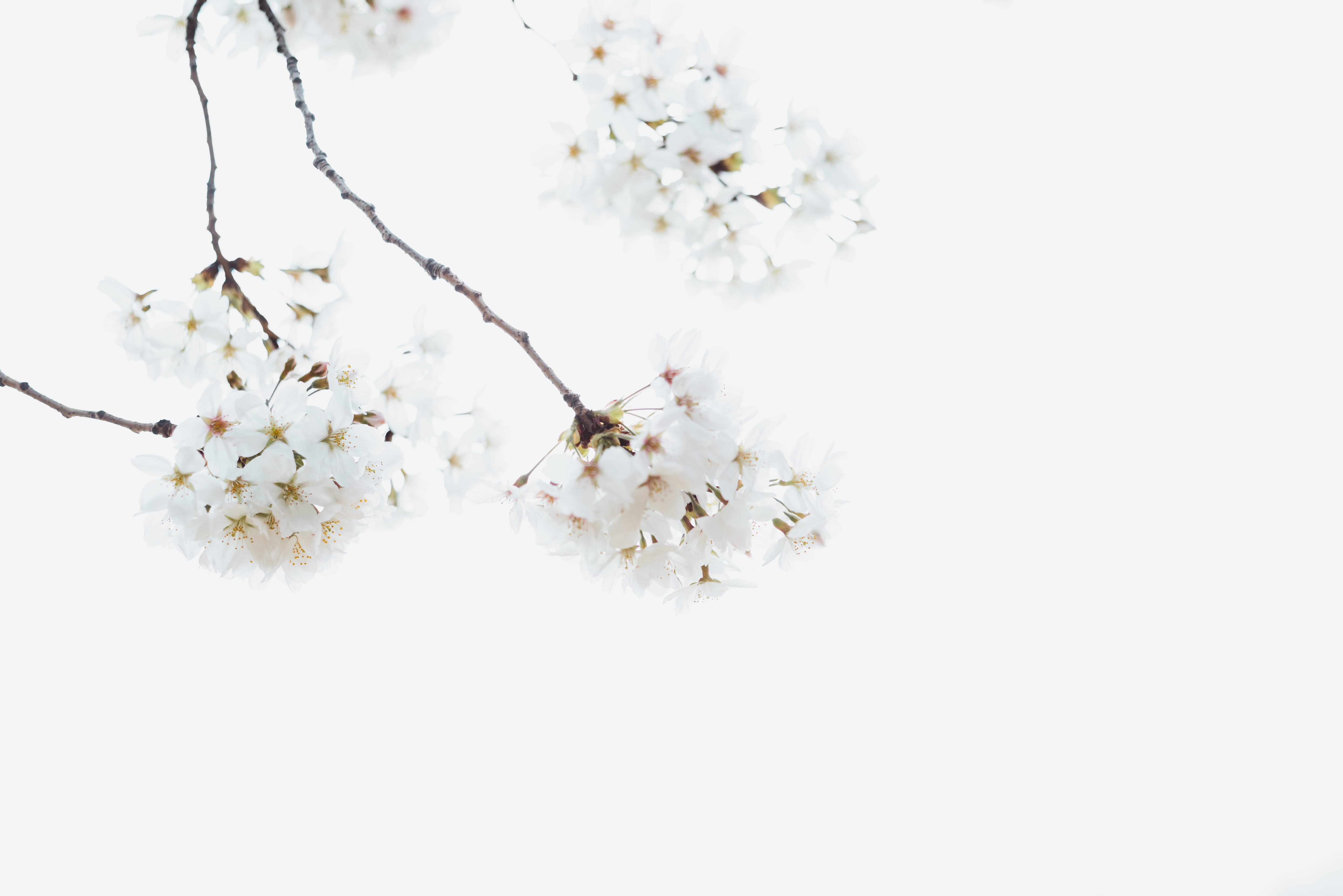 flower, no people, pollen, fragility, blank space, white, studio shot, zen, vulnerability, close-up, blossom, spring, bunch of flowers, white color, plant, HD Wallpaper