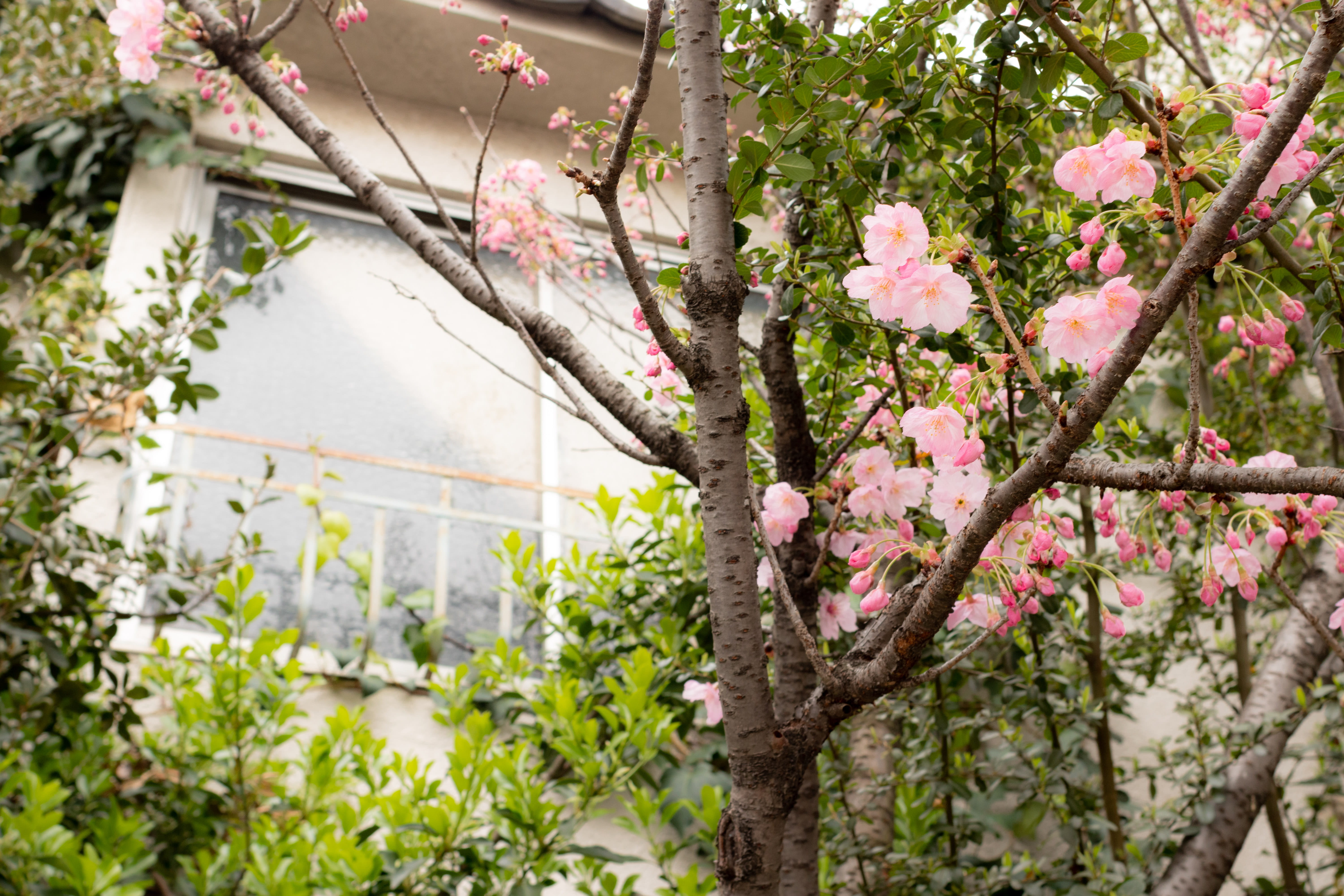 japan, kyoto, pink color, nature, travel, cherrybloosm, petal, springtime, outdoors, day, spring, freshness, blossom, fragility, japantravel, growth, architecture, HD Wallpaper