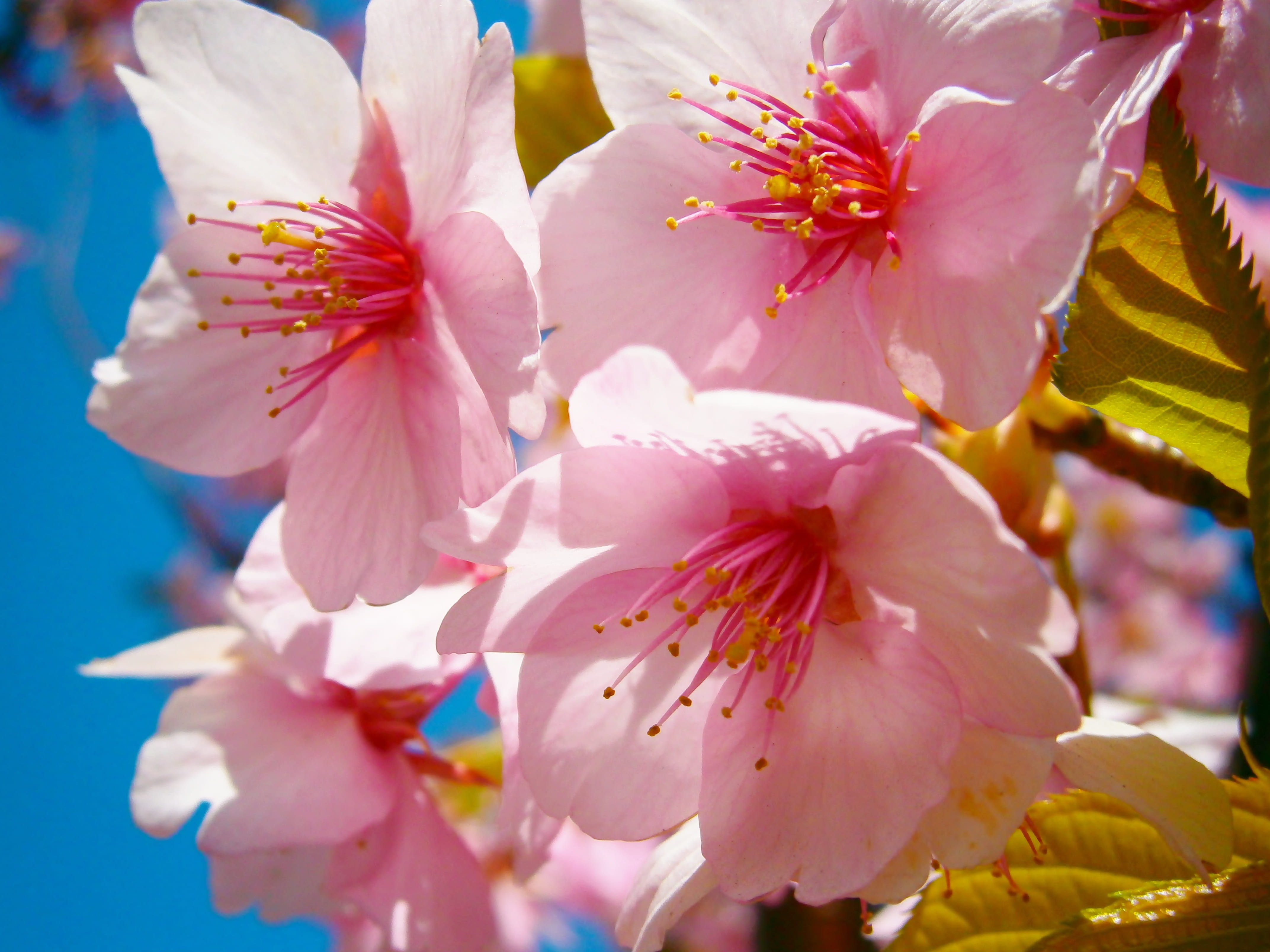 springtime, vulnerability, Cherryblossom, Pink, blossom, season, close-up, pink color, no people, stamen, fragility, petal, beauty in nature, plant, cherry tree, HD Wallpaper