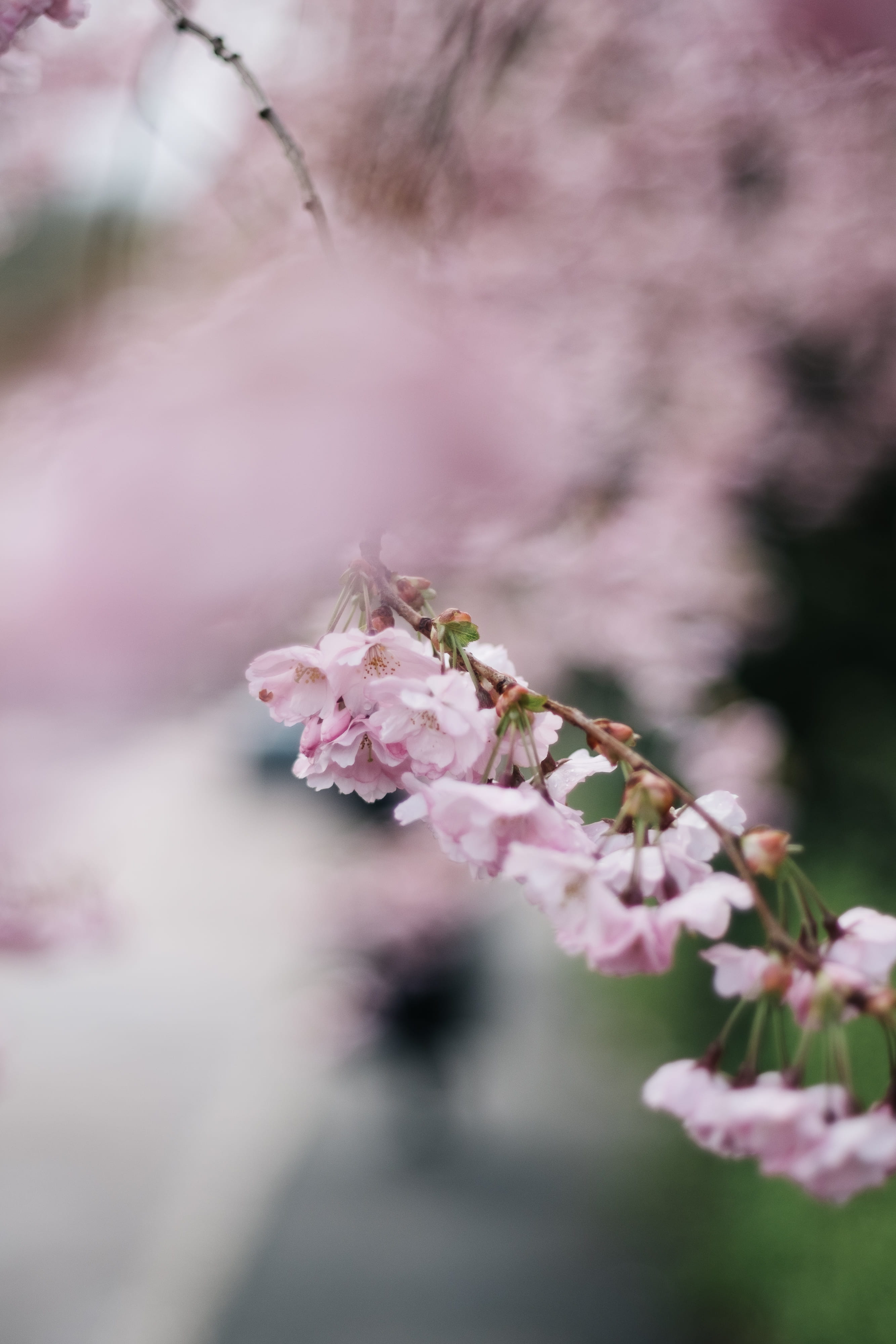 4K, shallow, nature, no people, sakura, pink, mood, blossoms, blossom, spring, cherry, flowering plant, beauty in nature, cherryblossom, outdoors, selective focus, Phone HD Wallpaper