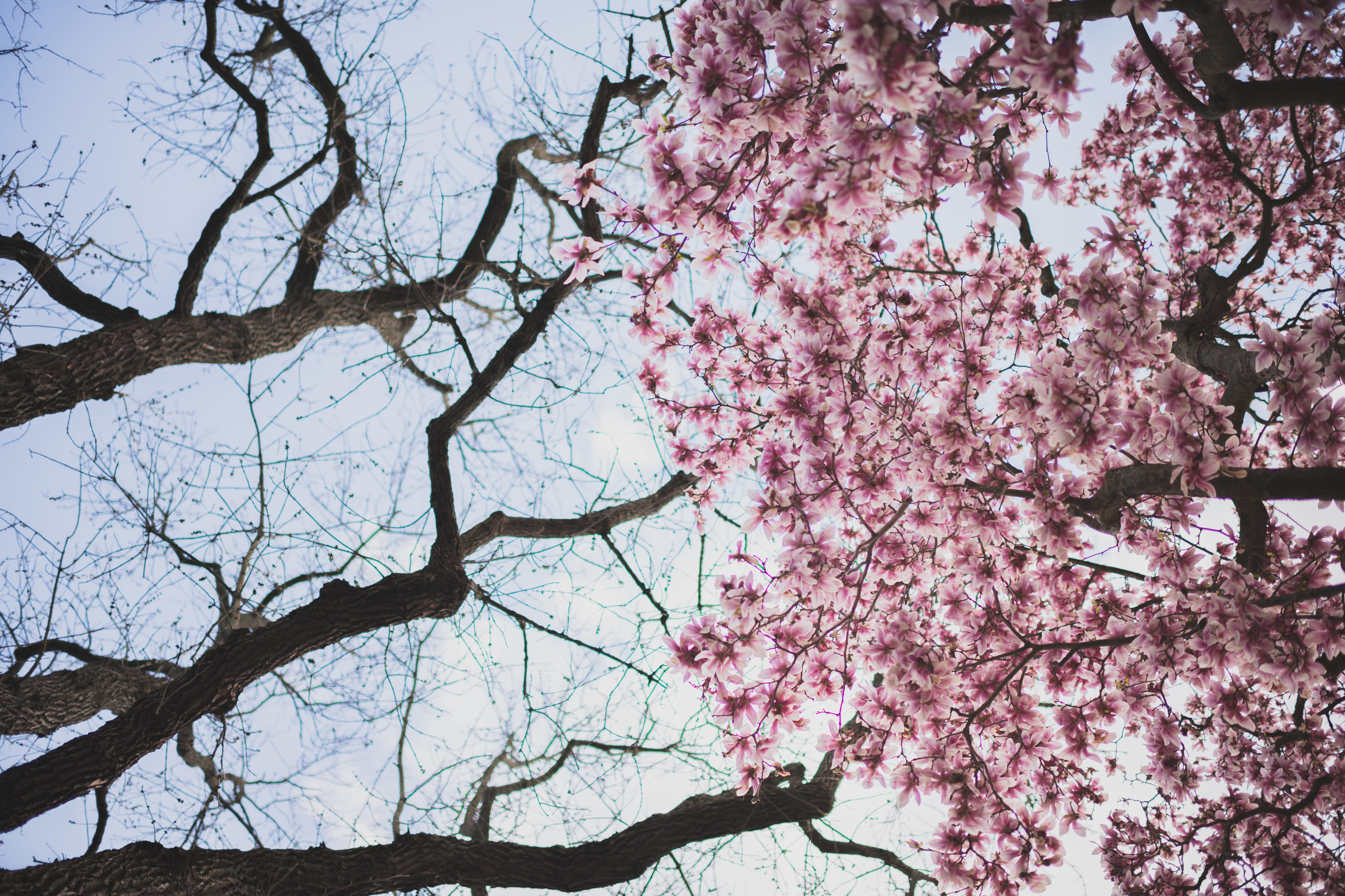 forest, day, sky, flower, freshness, beauty in nature, plant, nature, 8K, fragility, spring, branch, no people, blossom, cherryblossom, growth, hd, HD Wallpaper