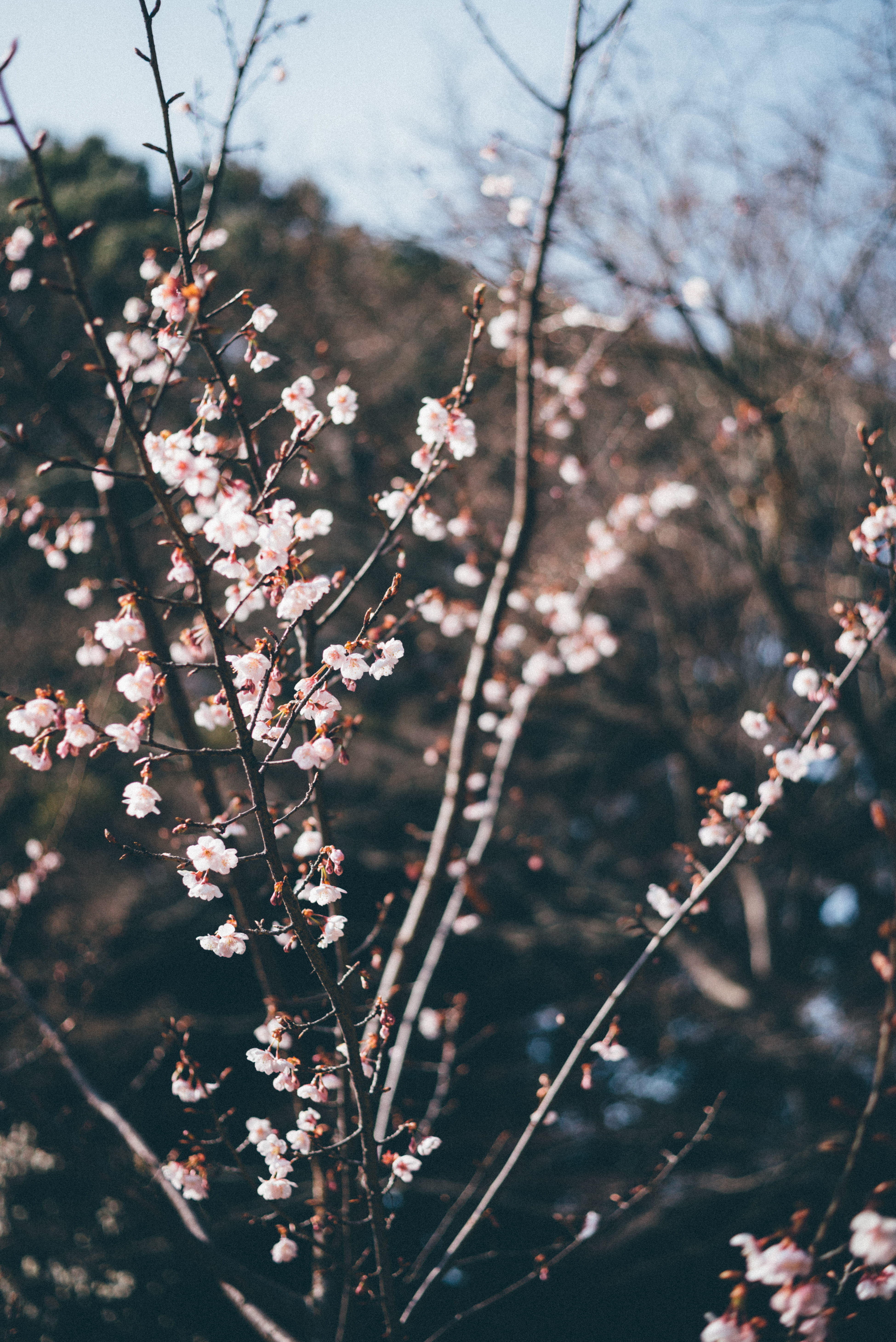 flowering plant, springtime, fragility, cherryblossom, plant, cherry blossom, blossom, 5K, freshness, outdoors, growth, spring, focus on foreground, branch, Phone HD Wallpaper