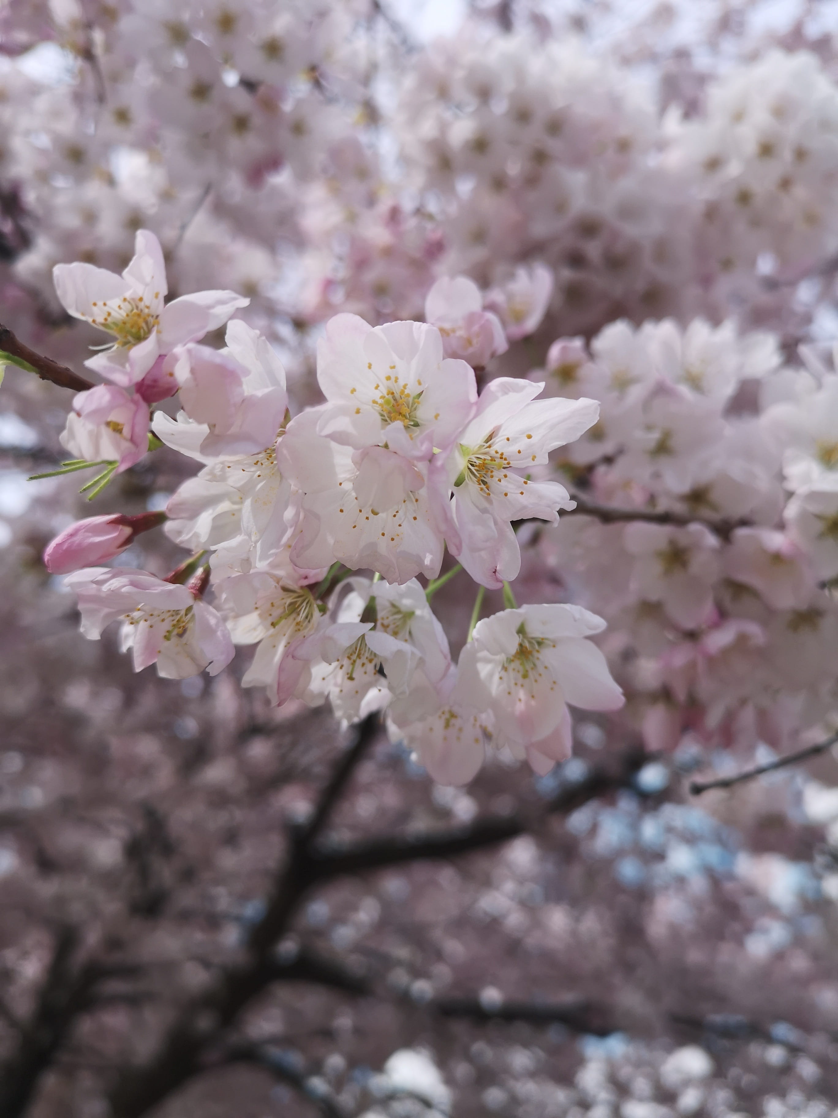 close-up, day, blossom, nature, pollen, vulnerability, flower head, cherryblossoms, fruit tree, flowering plant, no people, 2K, spring, cherry blossoms, Phone HD Wallpaper