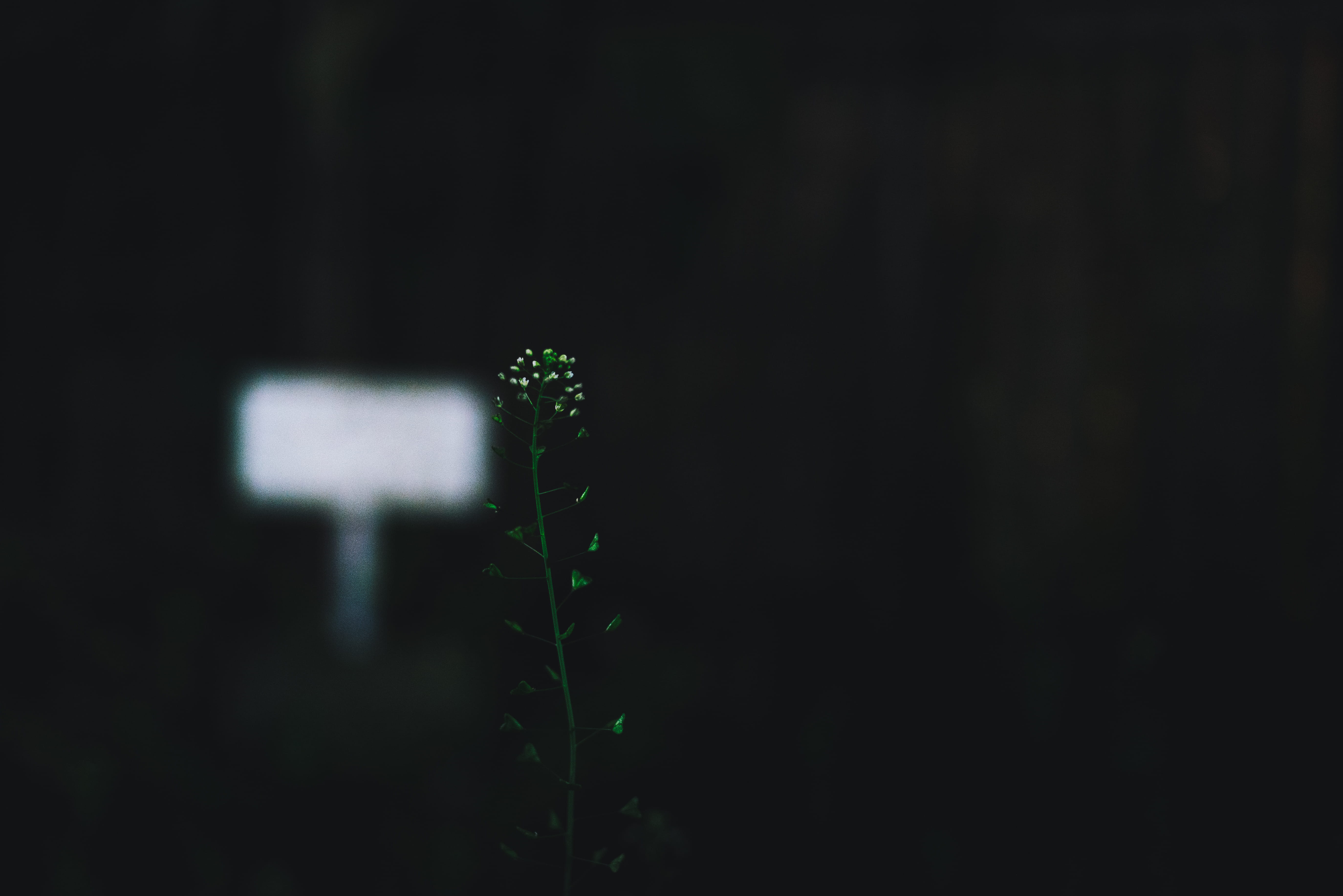 night, 5K, flower, blur, green color, hole, green, growth, led, dark, technology, black background, black, selective focus, studio shot, focus on foreground, HD Wallpaper