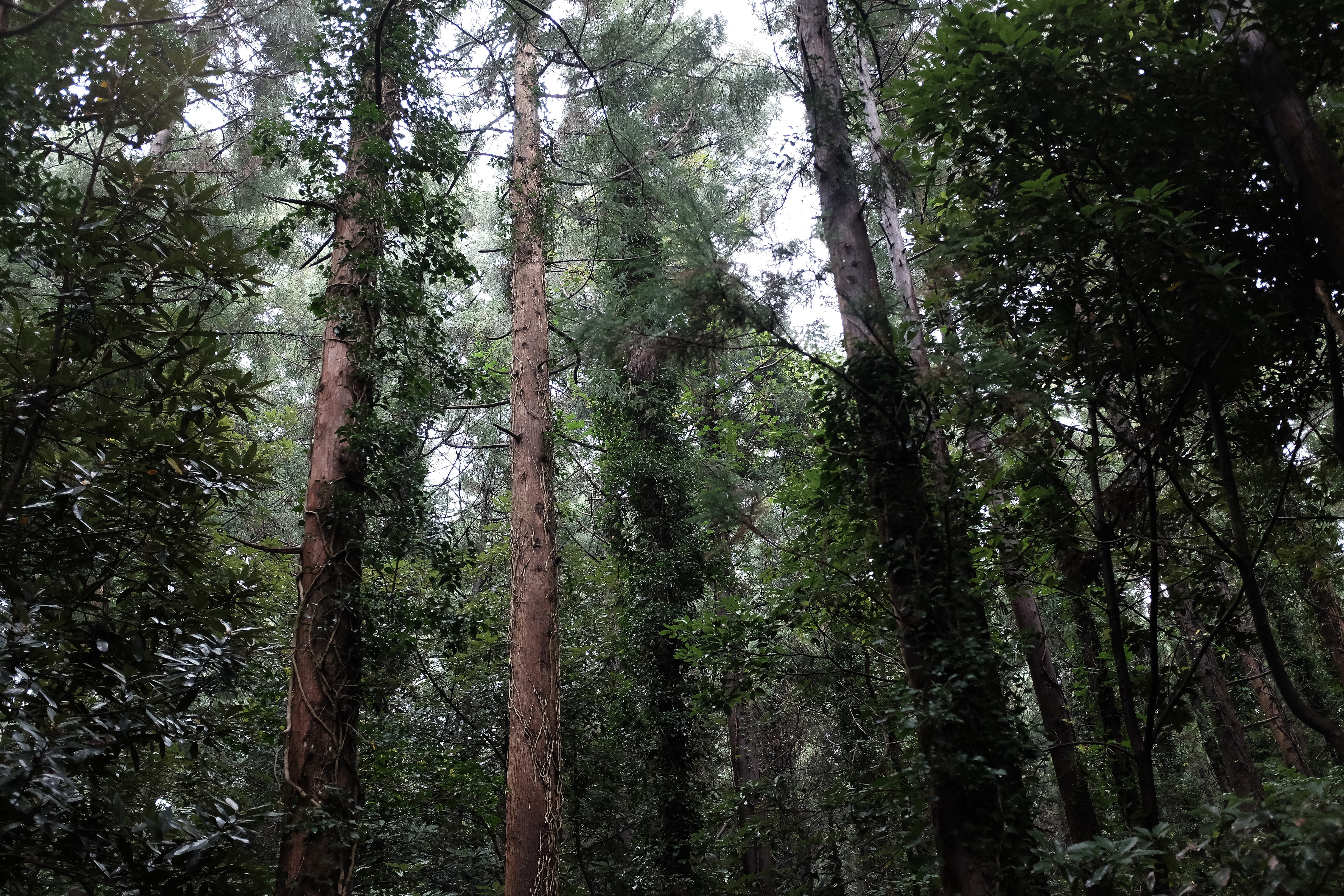 tree trunk, wet, jeju-do, growth, tree, woodland, rainforest, tranquil scene, 231project, low angle view, land, pine woodland, day, coniferous tree, south korea, HD Wallpaper