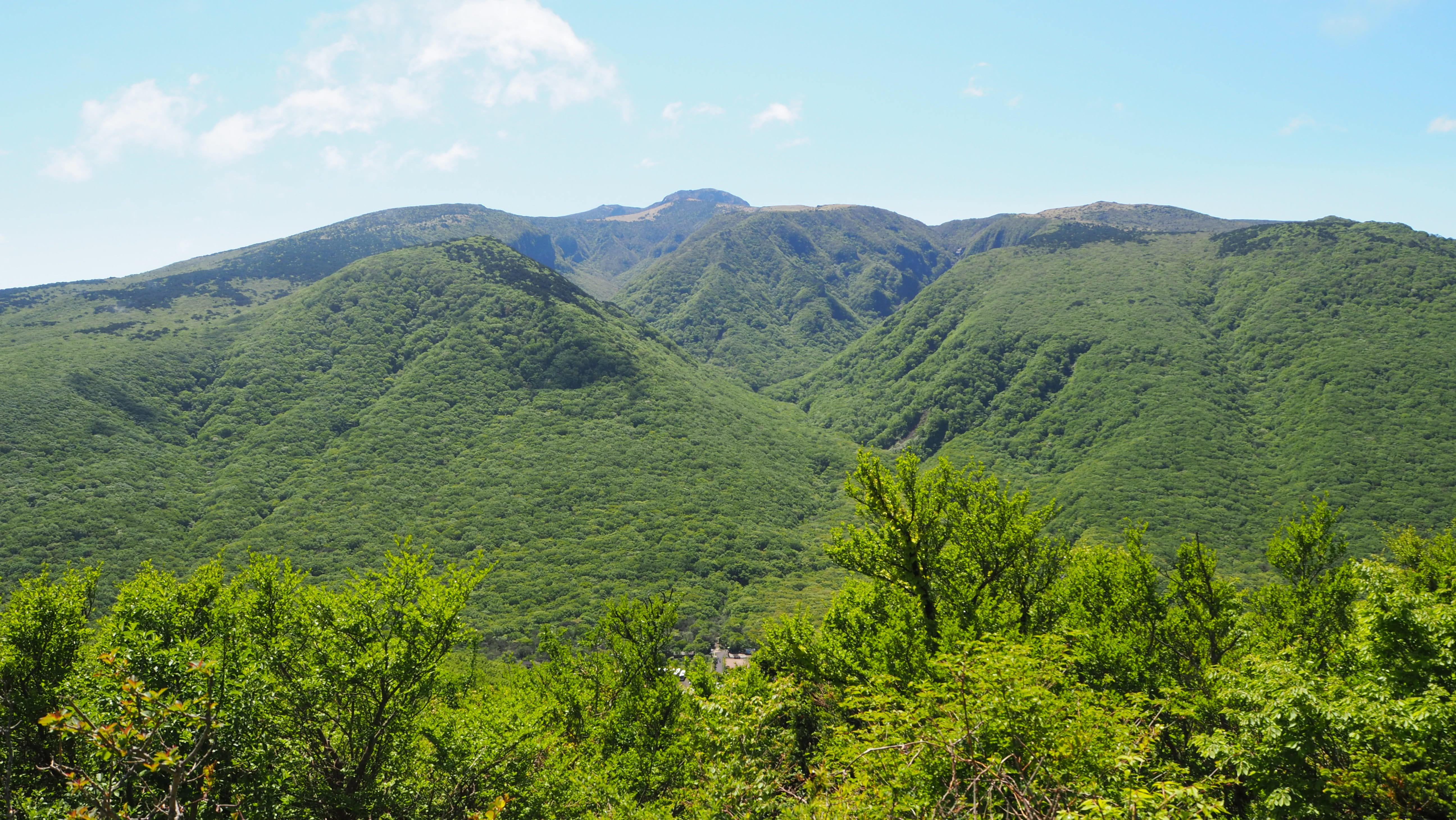 non-urban scene, mountain, Jeju, plant, jeju-do, tree, spring, sunny, forest, outdoors, summit, peaks, Korea, coniferous tree, green, land, tranquil scene, HD Wallpaper