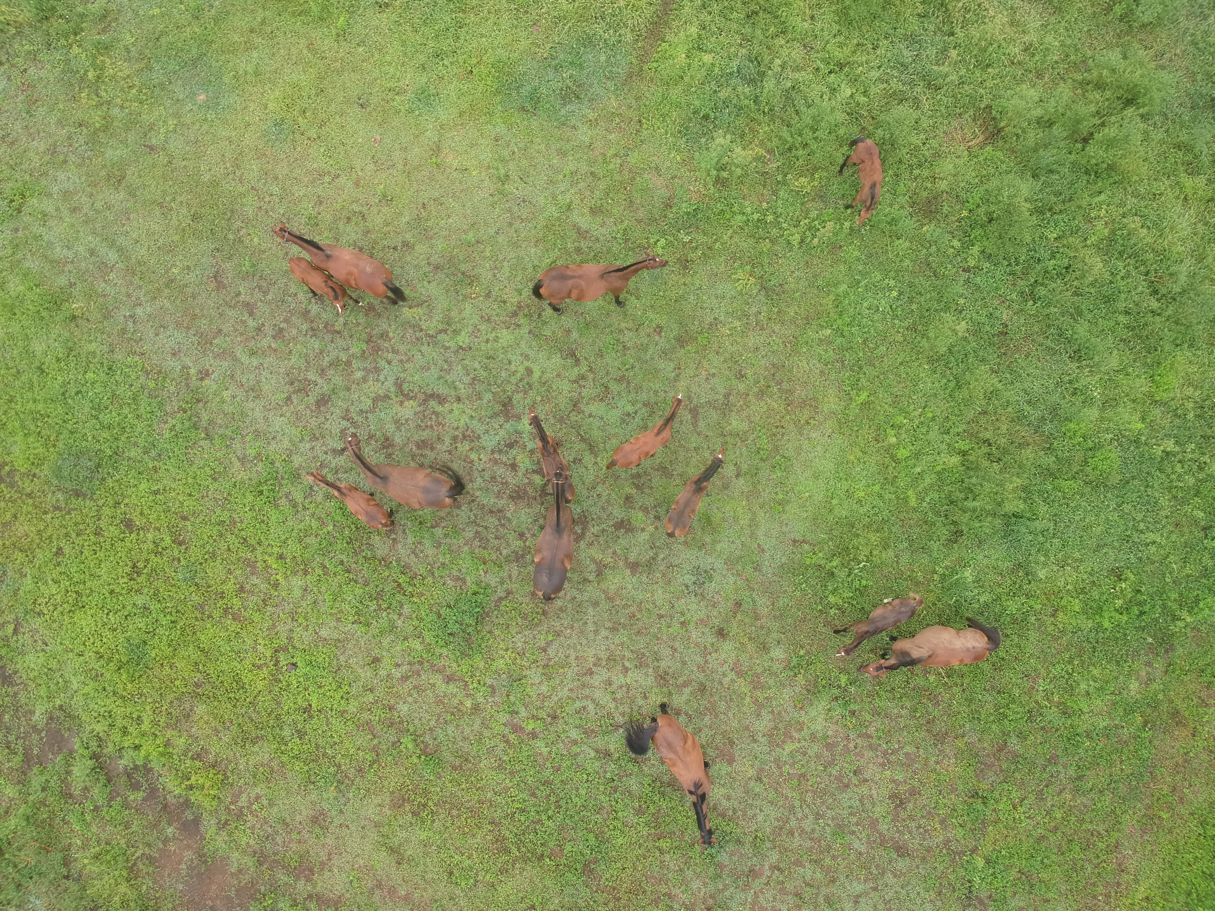 land, green color, vertebrate, animals in the wild, large group of animals, south korea, drone, grass, field, livestock, plant, animal themes, outdoors, HD Wallpaper