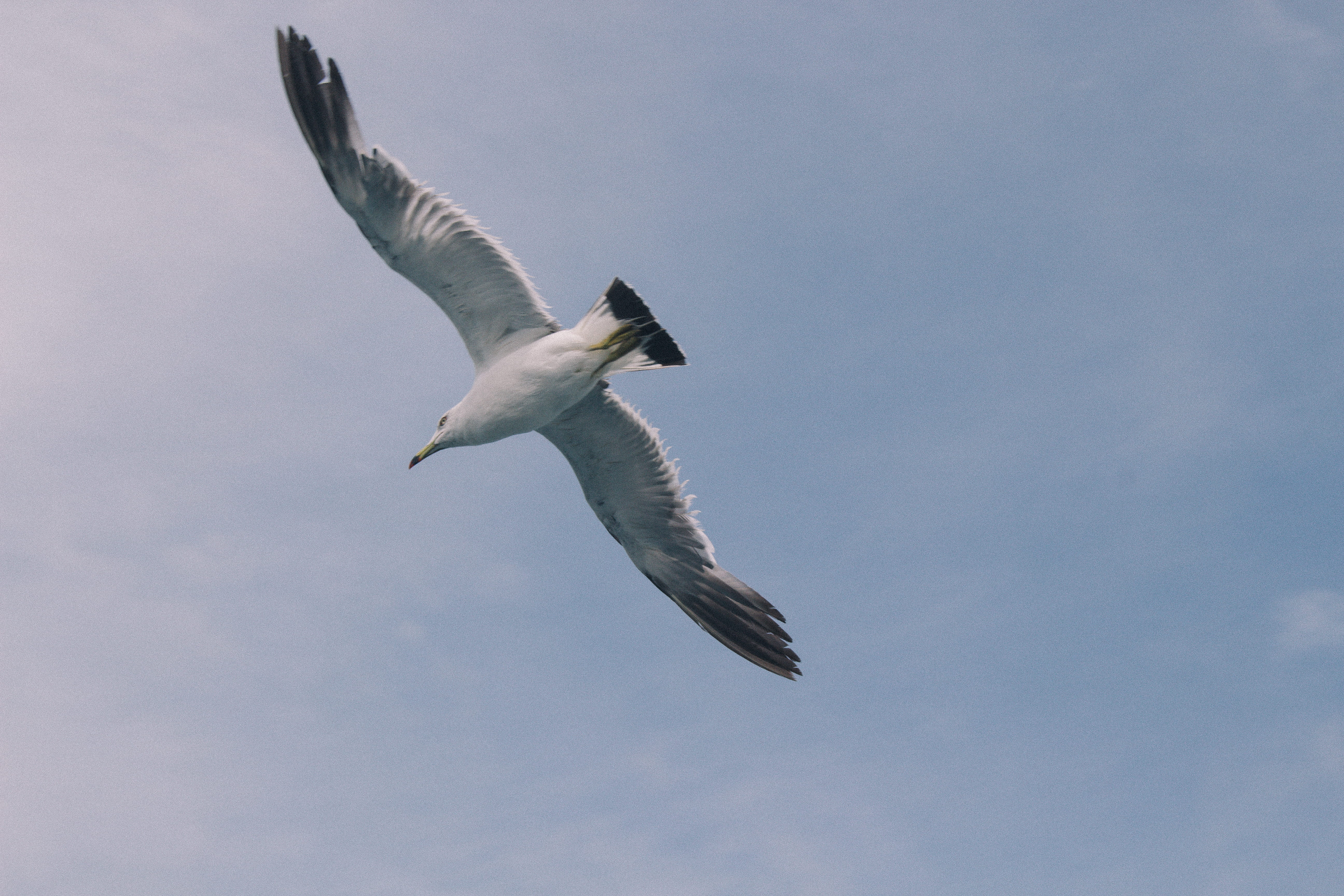 jeju-do, animal themes, no people, one animal, animal body part, vertebrate, mid-air, 5K, copy space, flying, south korea, bird, animals in the wild, sky, HD Wallpaper