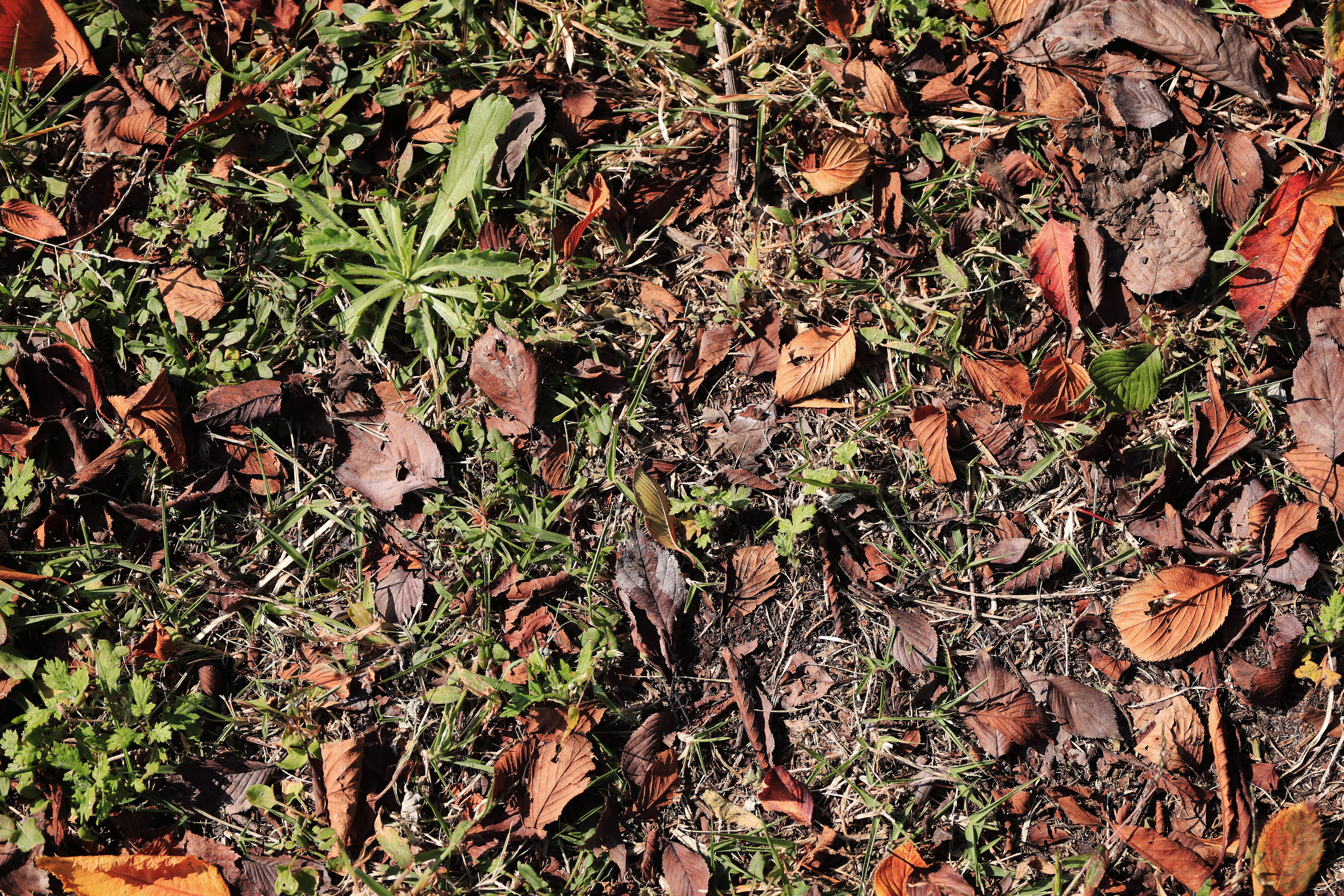 nature, plant part, korea, winter, dry, outdoors, south korea, 5K, day, change, leaves, backgrounds, growth, grass, jeju-do, no people, messy, falling, HD Wallpaper