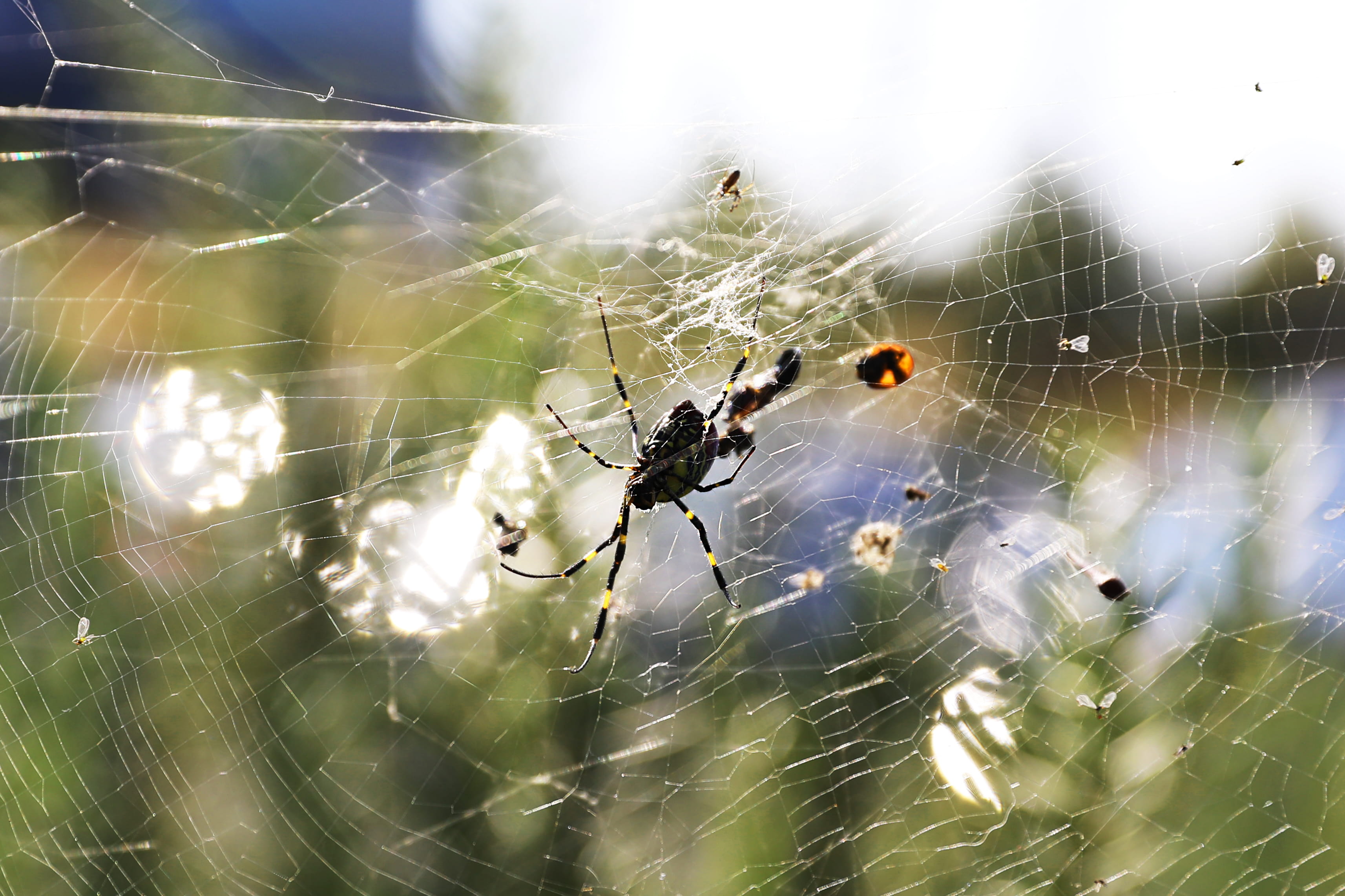 day, garden, animal wildlife, jeju-do, animals in the wild, close-up, fragility, outdoors, complexity, arthropod, sun, south korea, spiderweb, vulnerability, HD Wallpaper