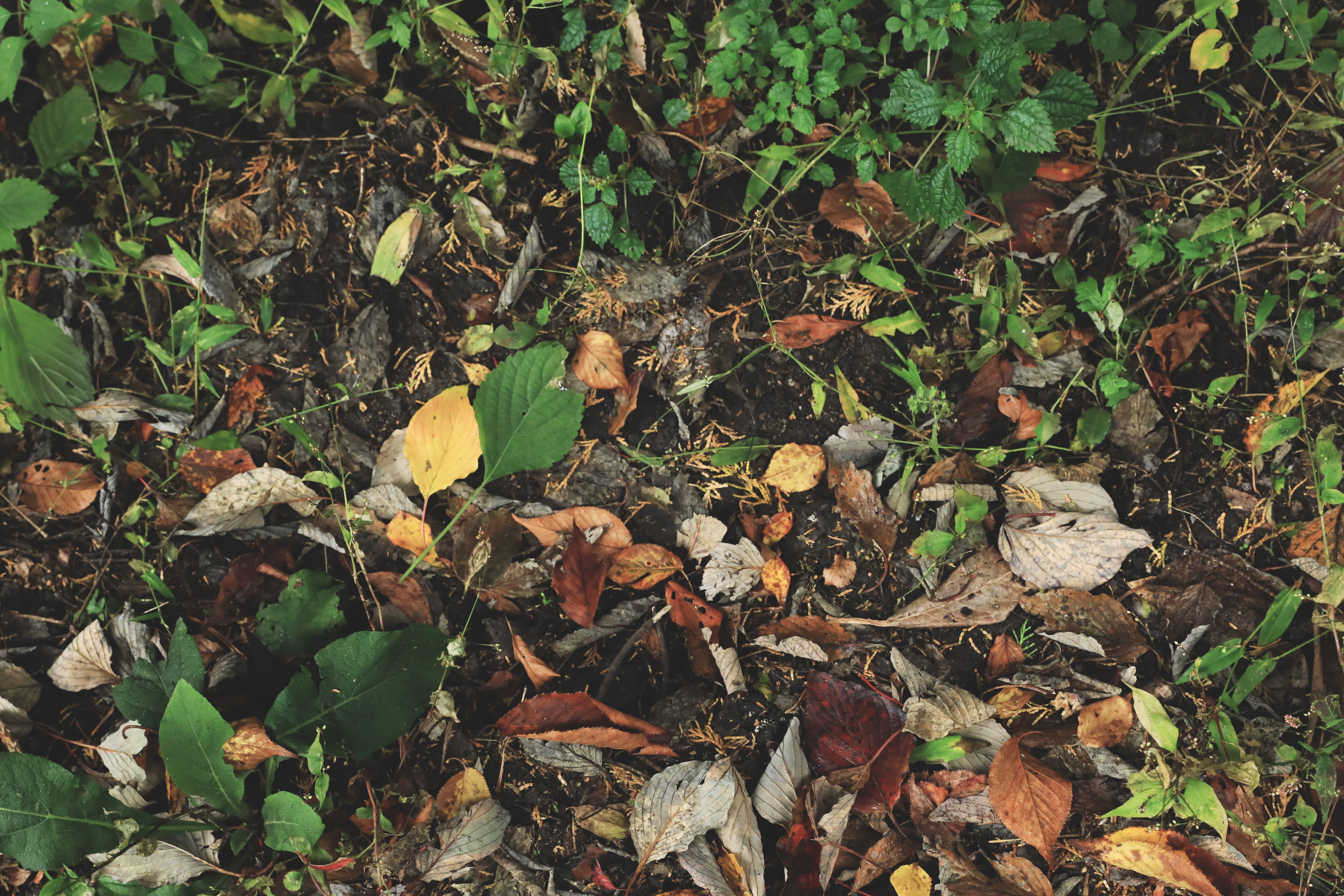 jeju-do, green, 5K, land, change, south korea, no people, plant, growth, outdoors, day, tree, dry, plant part, field, leaf, messy, forest, nature, natural condition, HD Wallpaper
