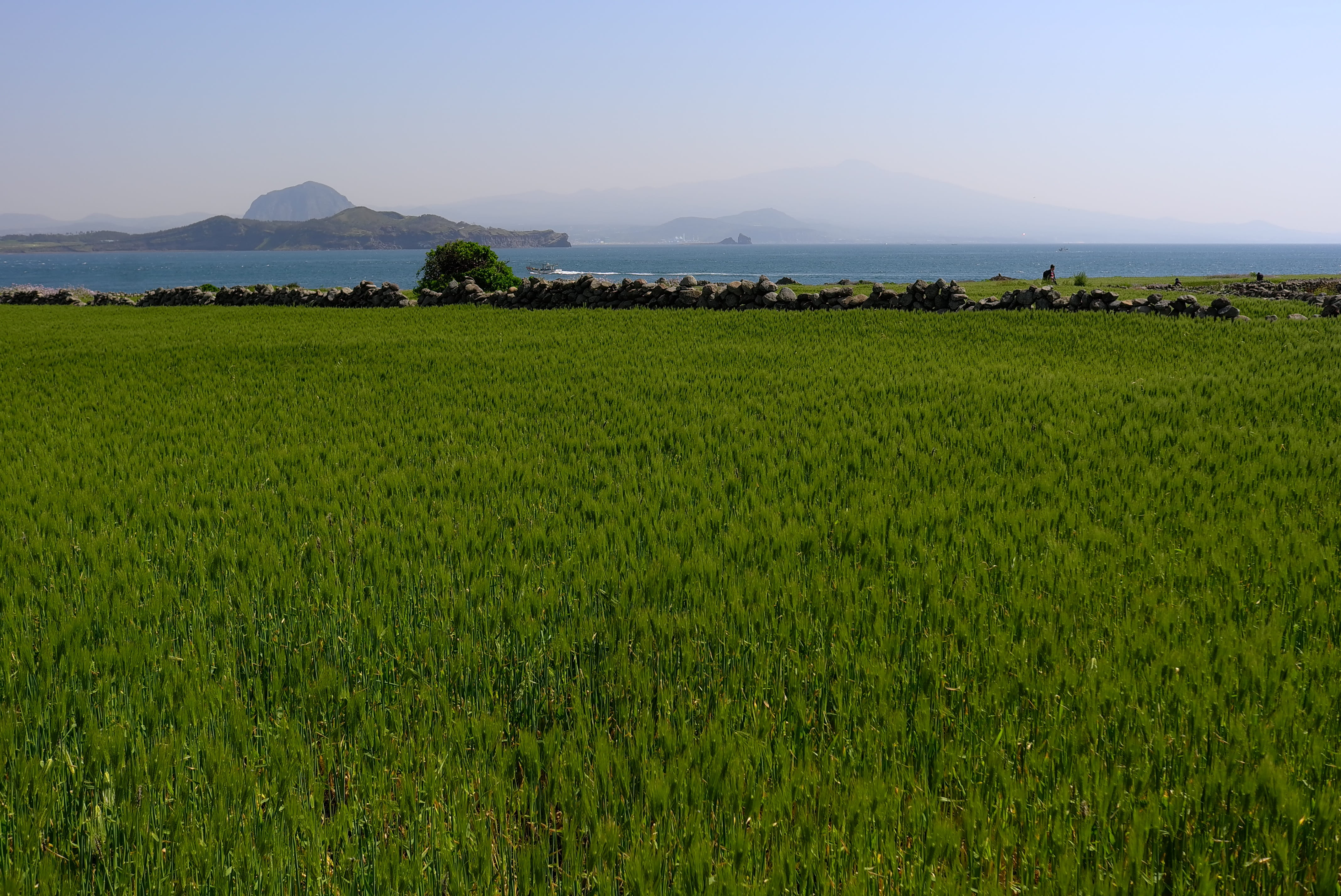 horizontal, farming, wind, halla, wave, jeju-do, green, rural scene, gapa island, outdoors, 4K, kapa-do, travel, agriculture, landscape, environment, plant, HD Wallpaper