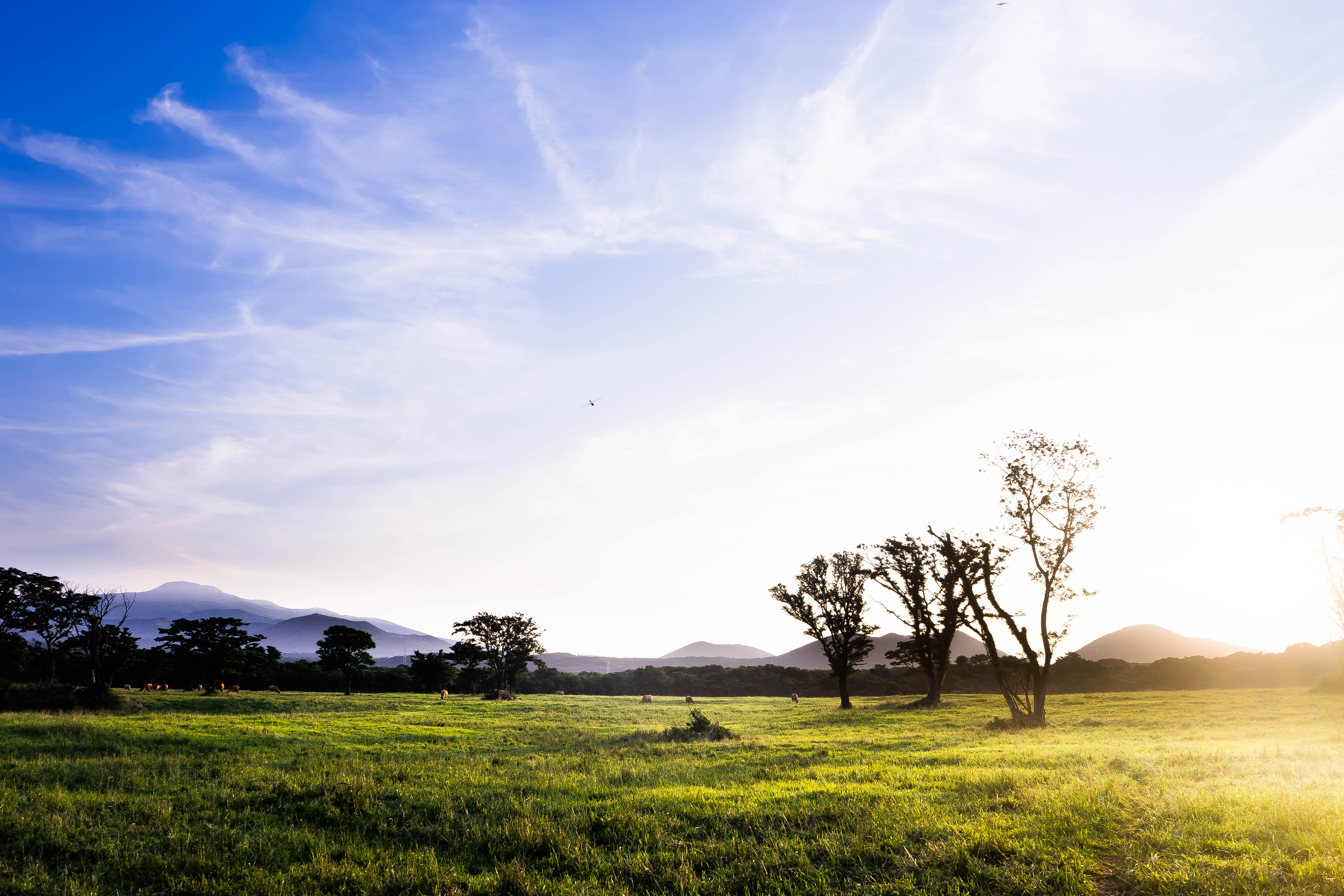 nature, no people, non-urban scene, jeju island, environment, jeju, field, landscape, jeju-do, tranquil scene, land, plant, sunlight, scenics - nature, HD Wallpaper