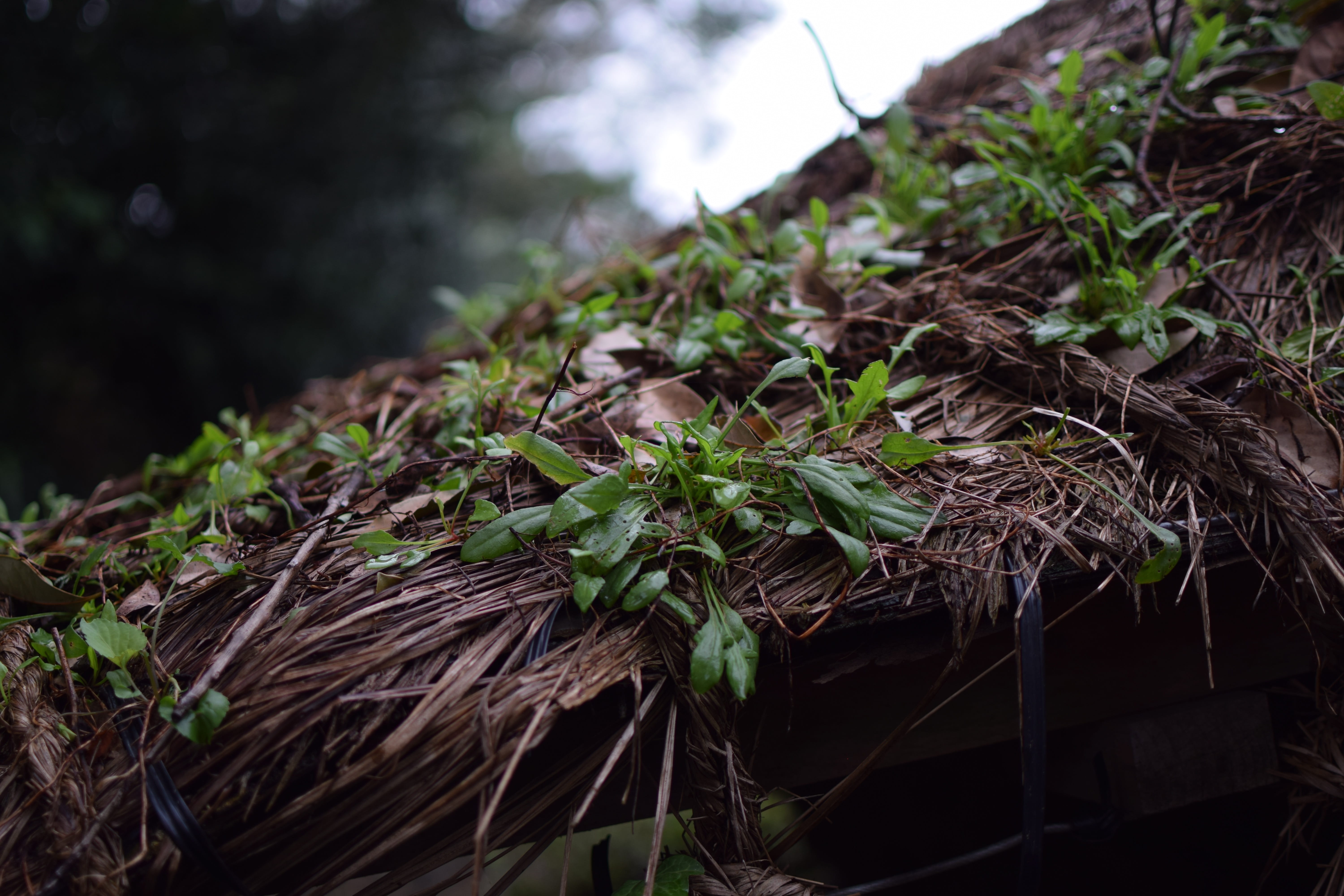 day, forest, 5K, south korea, roof, growth, jeju-do, land, selective focus, plant part, beauty in nature, plant, no people, leaf, architecture, tree, nature, HD Wallpaper