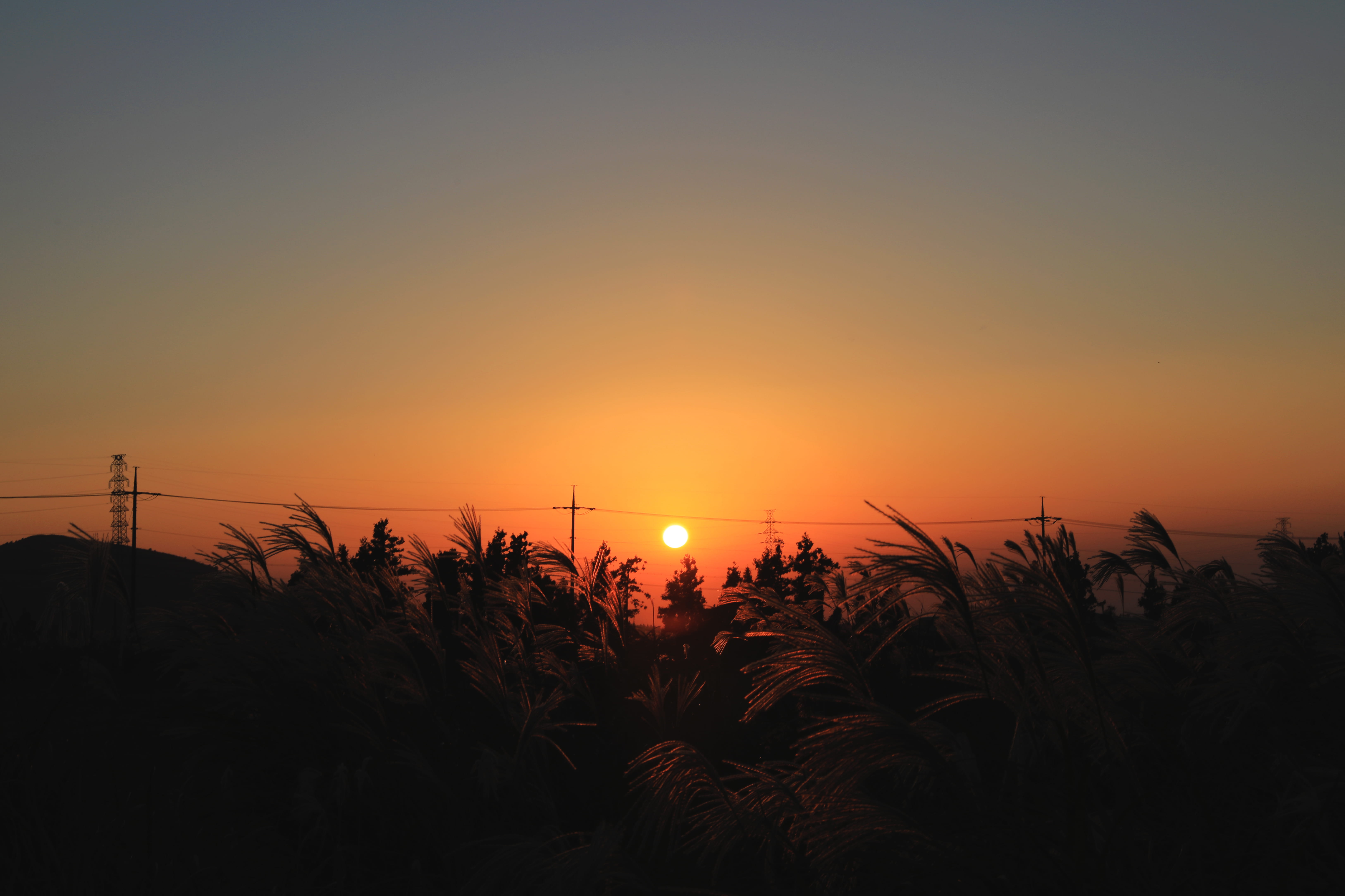 orange color, field, clear sky, non-urban scene, tranquil scene, sky, scenics - nature, sun, autumn, beauty in nature, jeju-do, sunset, tranquility, outdoors, HD Wallpaper