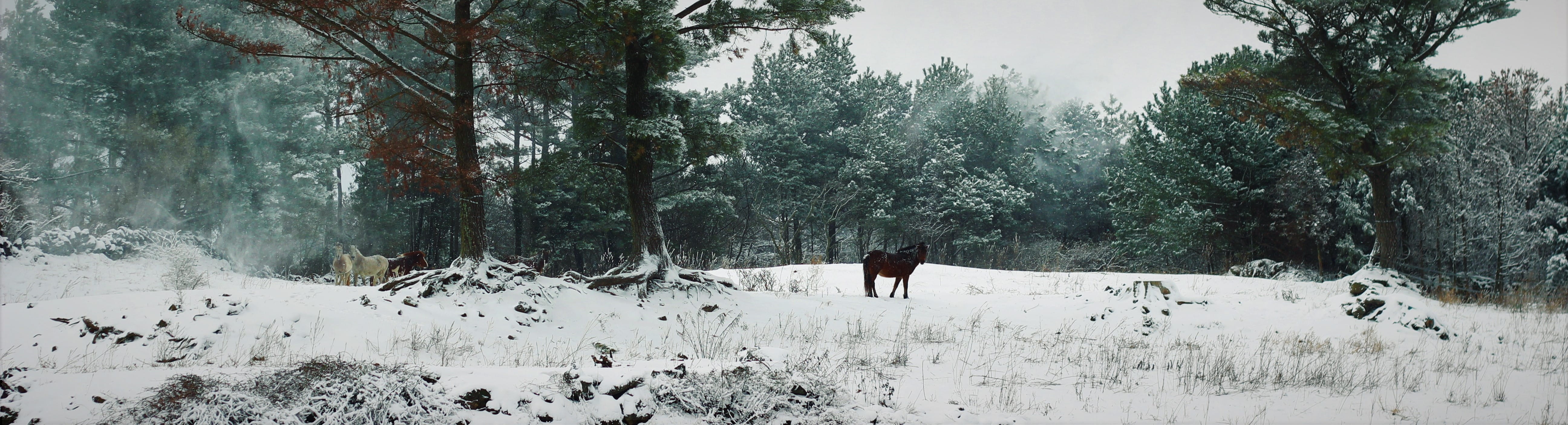 forest, winter, leisure activity, lifestyles, one person, real people, day, mammal, nature, plant, jeju-do, white color, horses, one animal, snow, cold temperature, HD Wallpaper