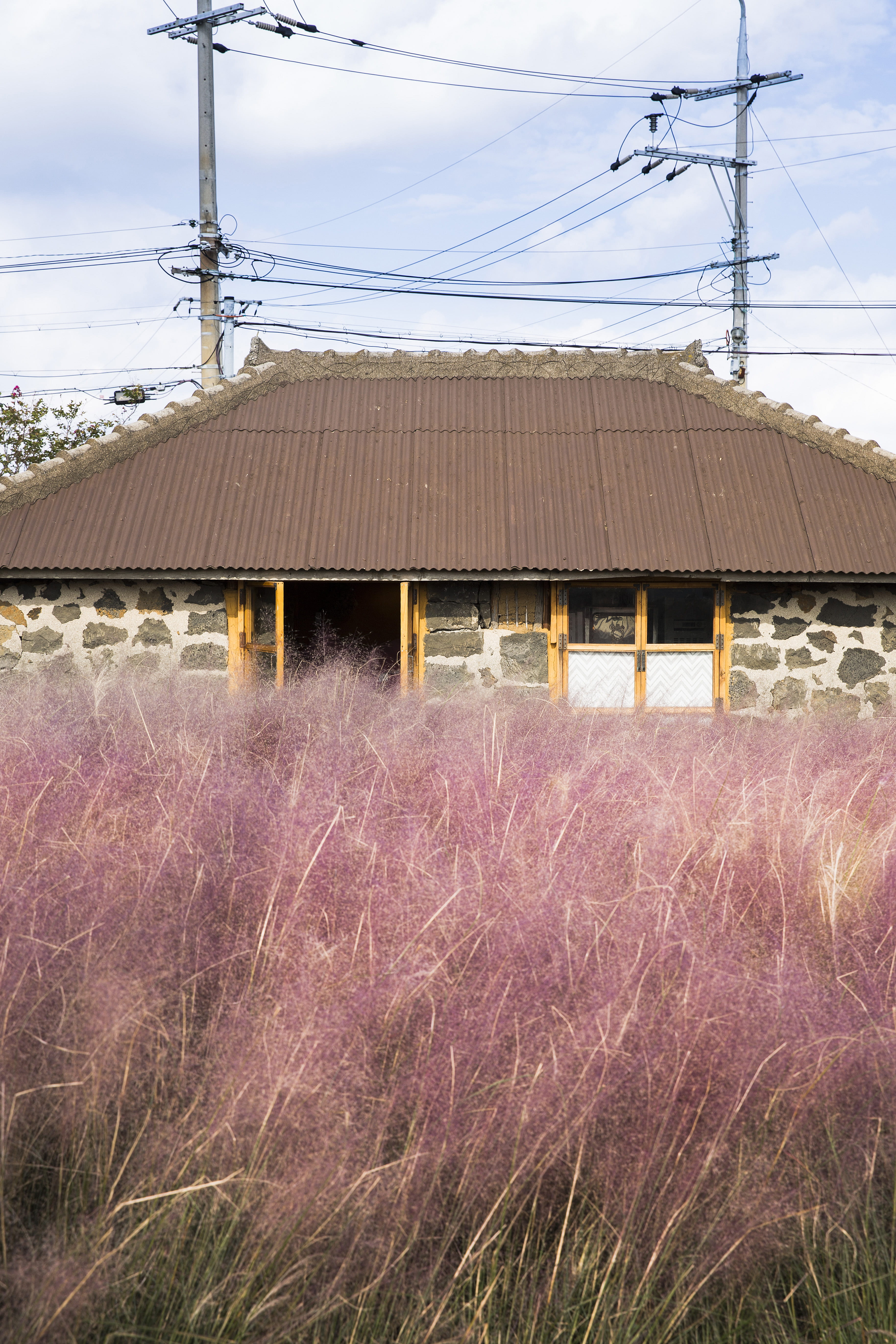 connection, built structure, building exterior, electricity, sky, roof, outdoors, jejudo, south korea, jeju-do, pink, no people, plants, house, garden, Phone HD Wallpaper