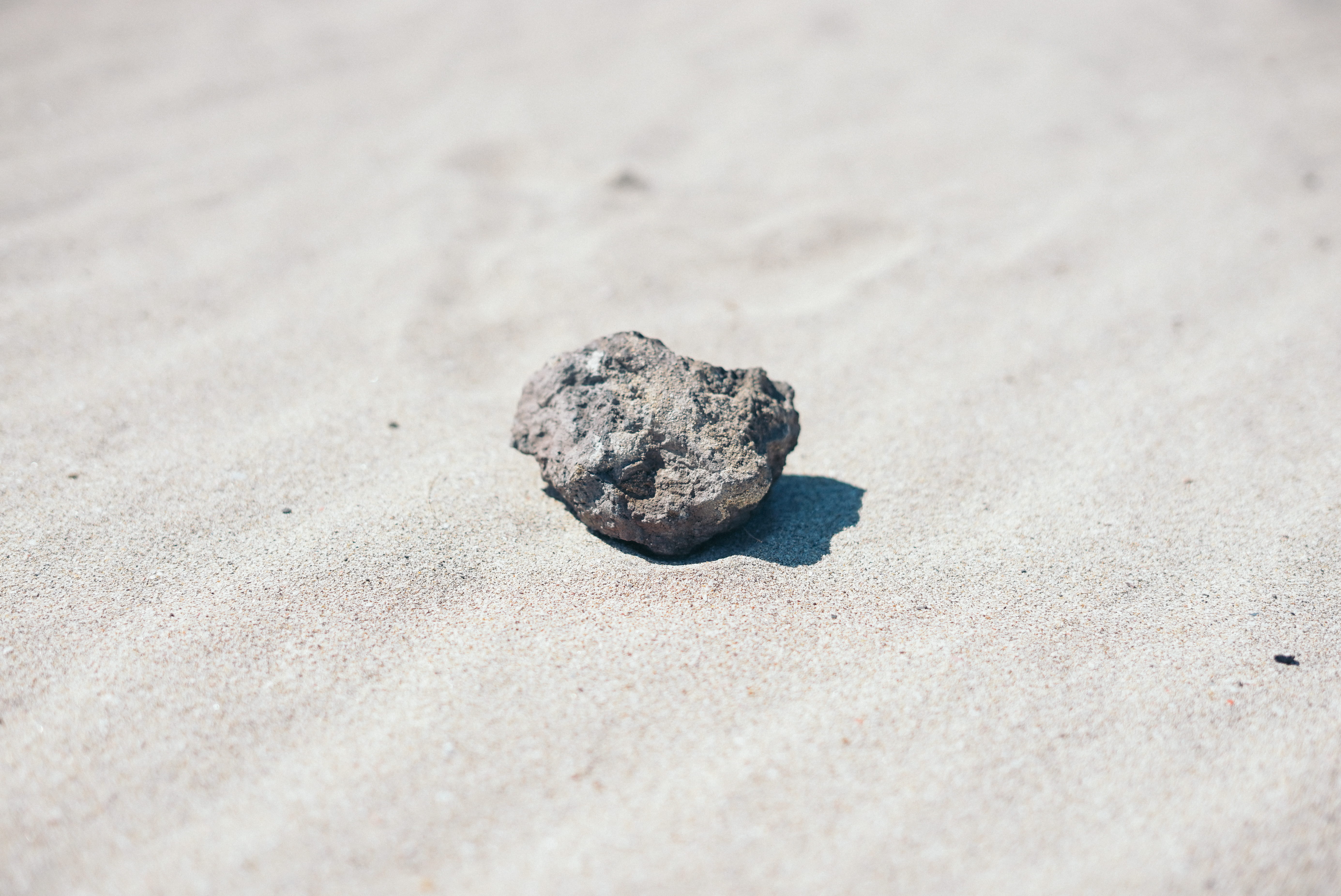water, south korea, solid, textured, outdoors, animal, reptile, no people, marine, rock, animals in the wild, day, land, 5K, close-up, nature, high angle view, HD Wallpaper