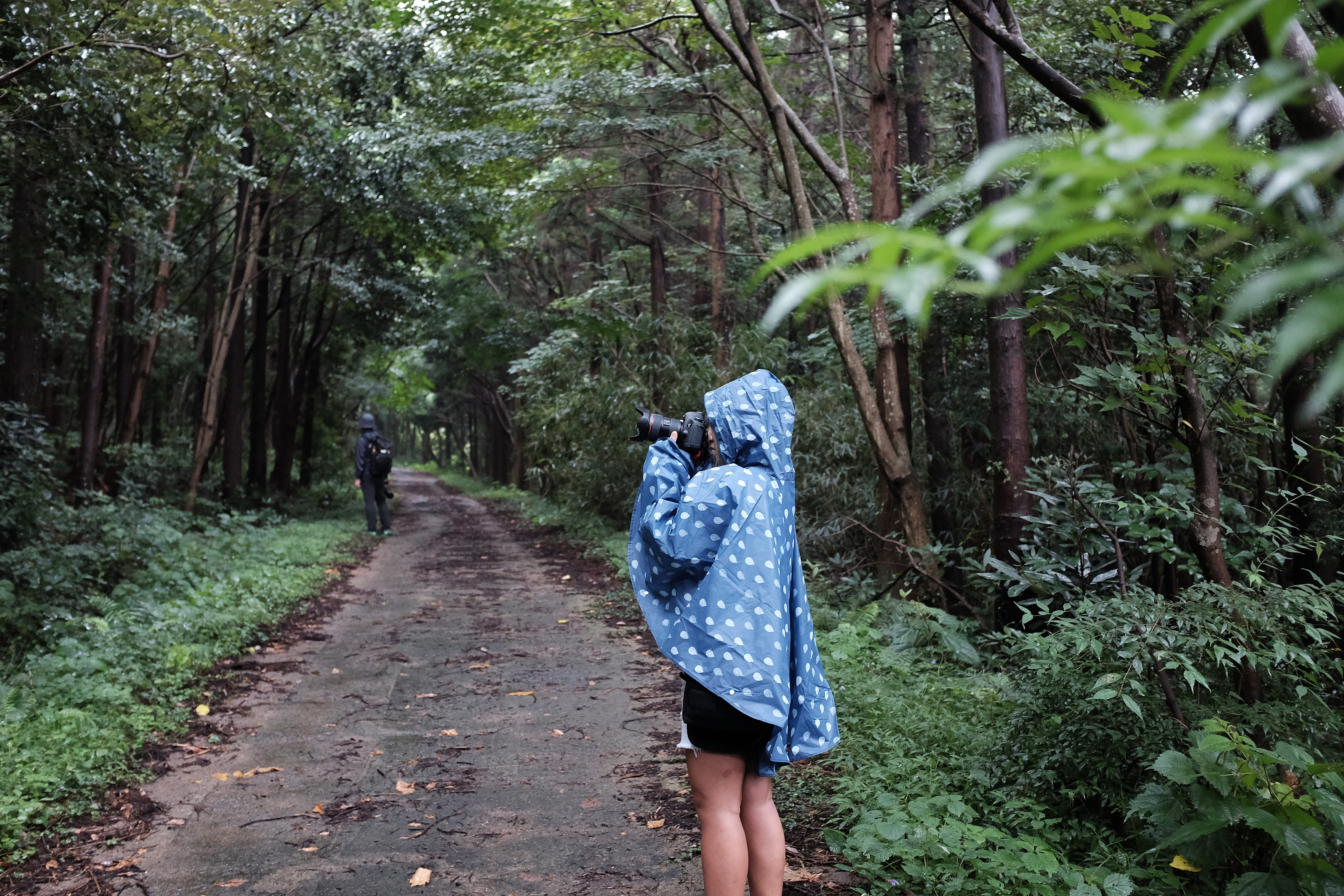 woodland, jeju-do, three quarter length, dark, tree, land, outdoors, forest, green color, women, casual clothing, growth, road, photographer, plant, jeju, HD Wallpaper