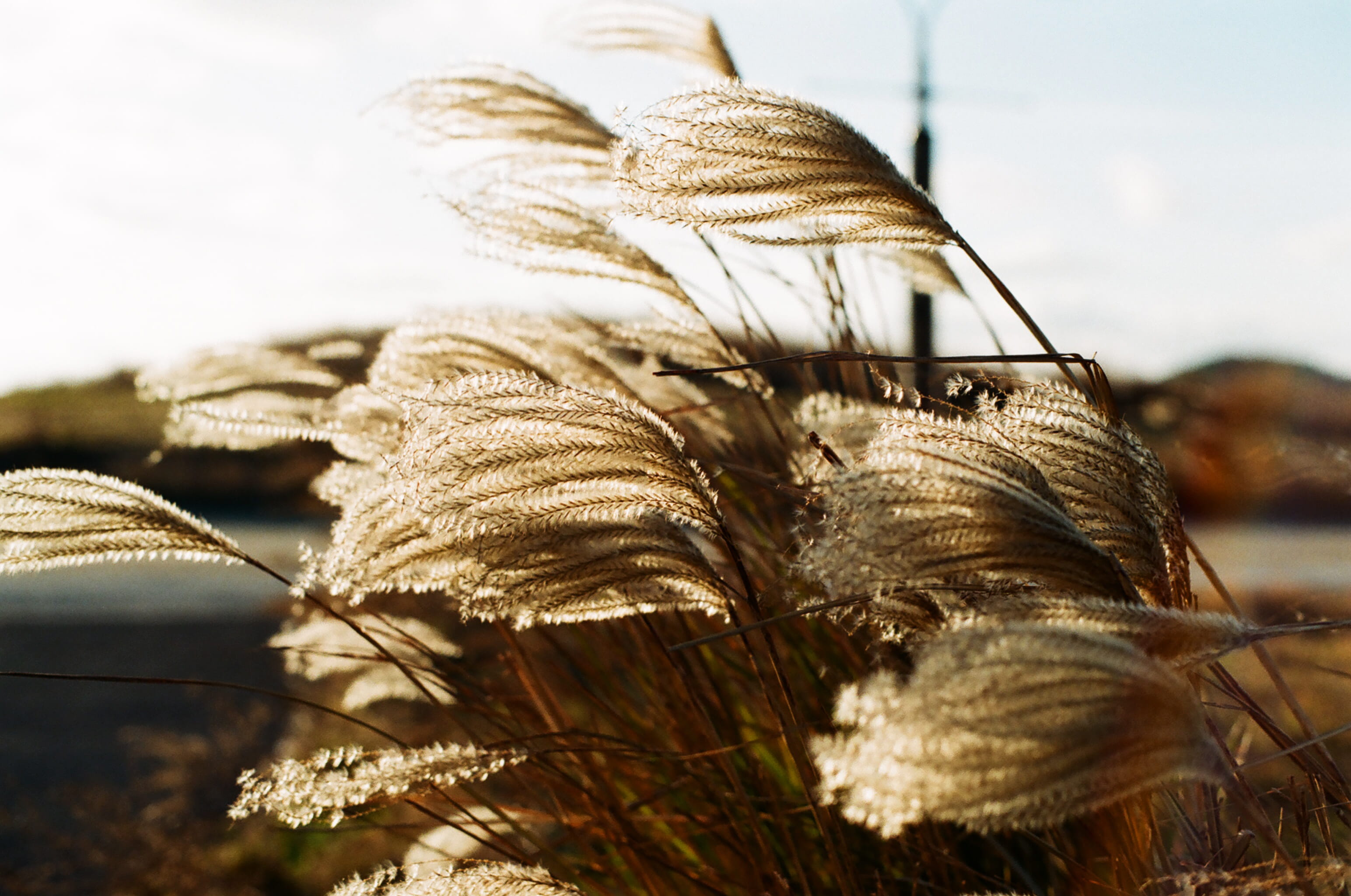 no people, food, freshness, plant, outdoors, reed, focus on foreground, jeju-do, leaves, leaf, 35mm, selective focus, close-up, wind, nature, day, dry, HD Wallpaper