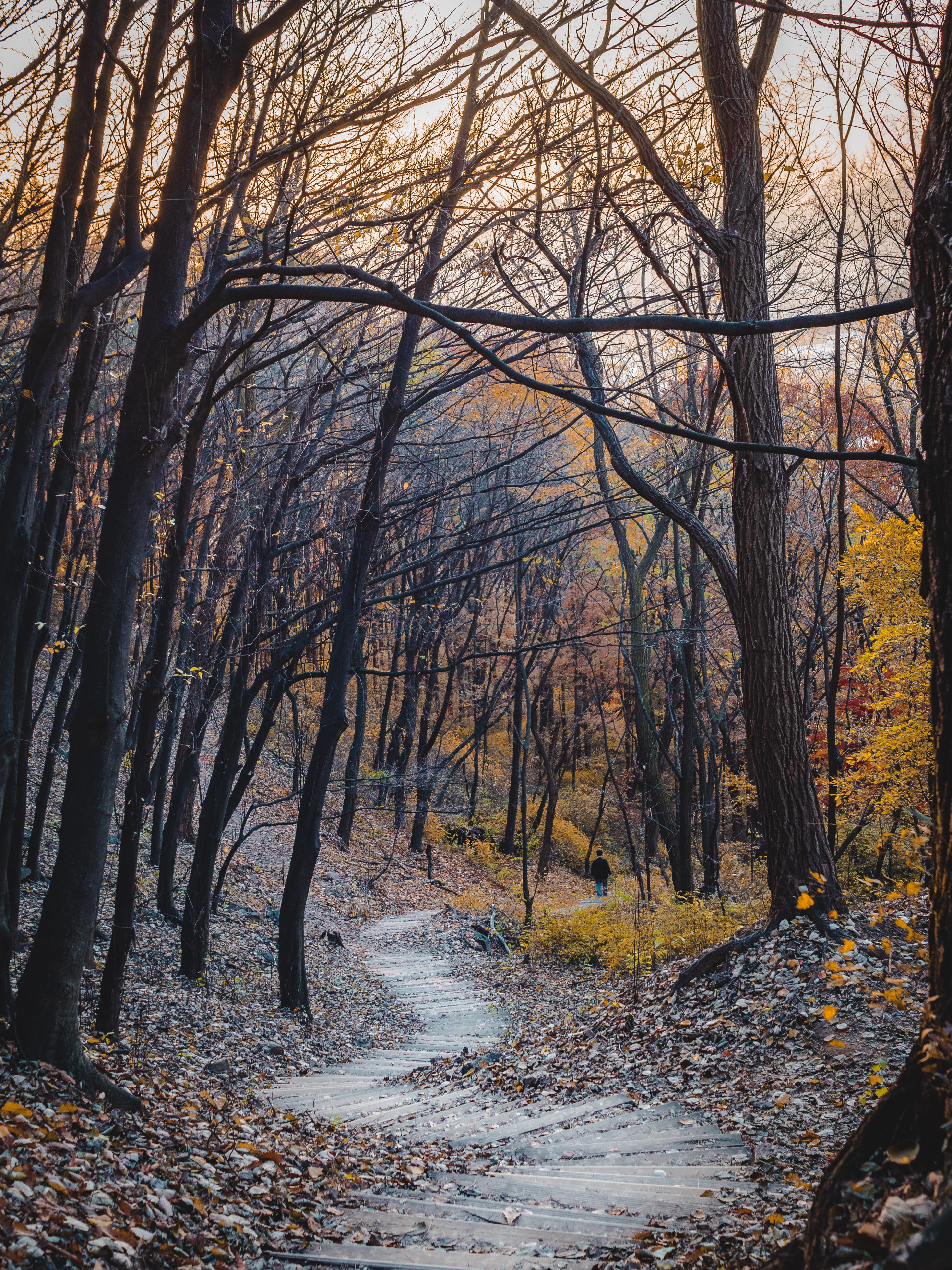 outdoors, land, tree trunk, bare tree, beauty in nature, seoul, growth, trees, no people, tranquil scene, environment, bare, walking, change, trunk, nature, Phone HD Wallpaper