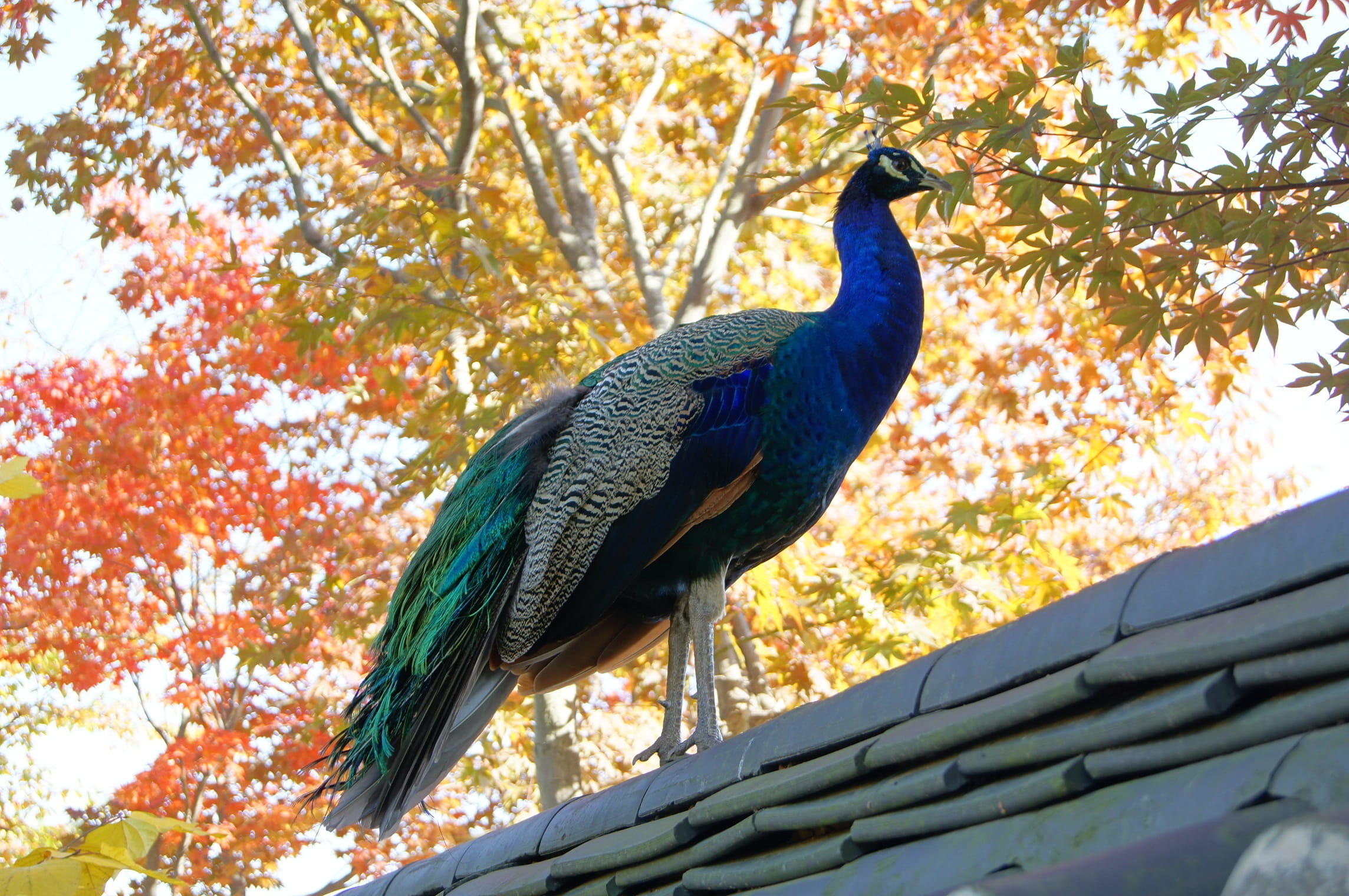 day, new, tree, branch, outdoors, low angle view, hanok, plant, nature, beauty in nature, perching, animals in the wild, wing, bird, pheasant, animal, animal wildlife, HD Wallpaper