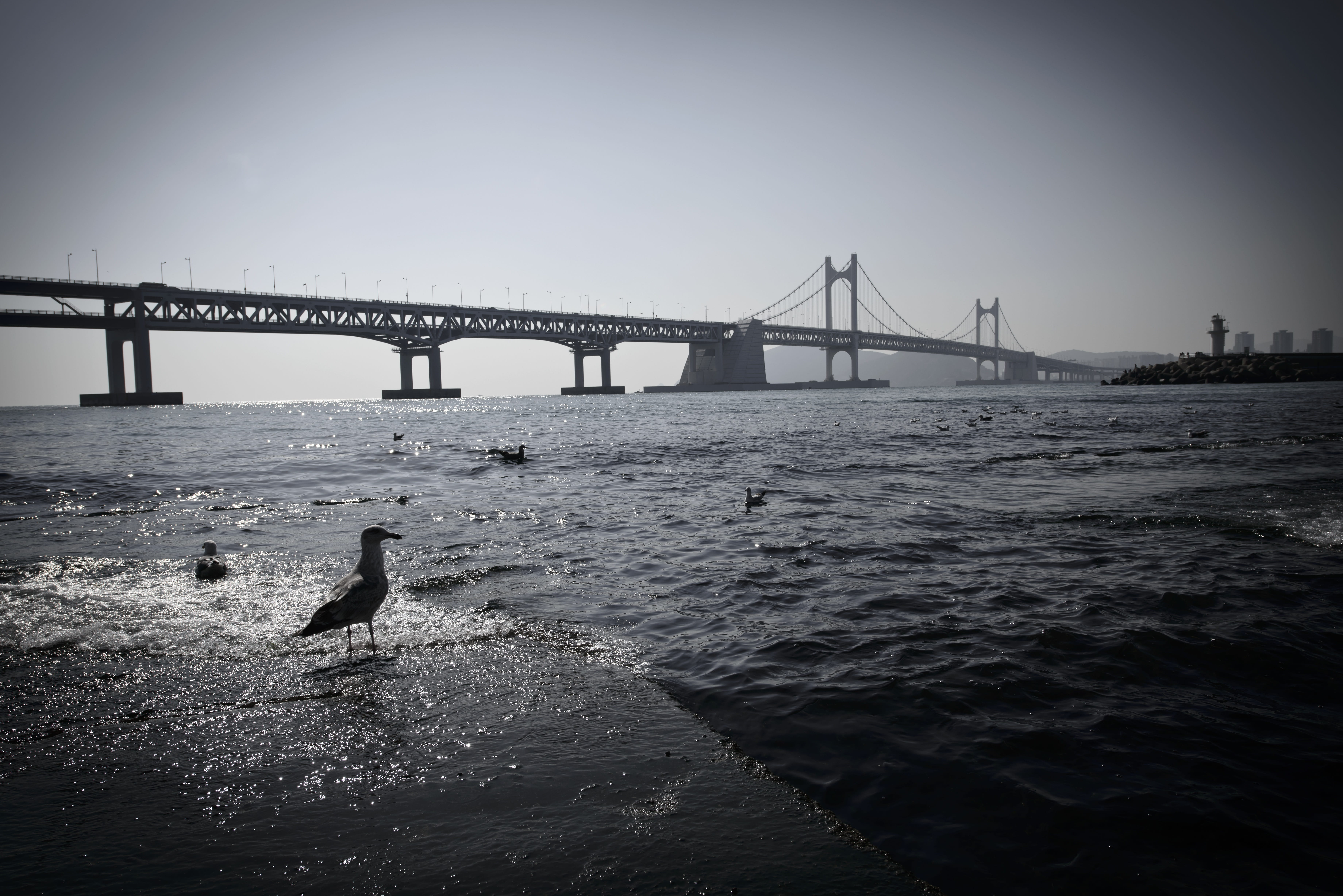 bird, 5K, outdoors, bridge, sea, bay, pigeon, connection, animal, animal wildlife, bridge - man made structure, vertebrate, seagull, gwangan bridge, animal themes, HD Wallpaper