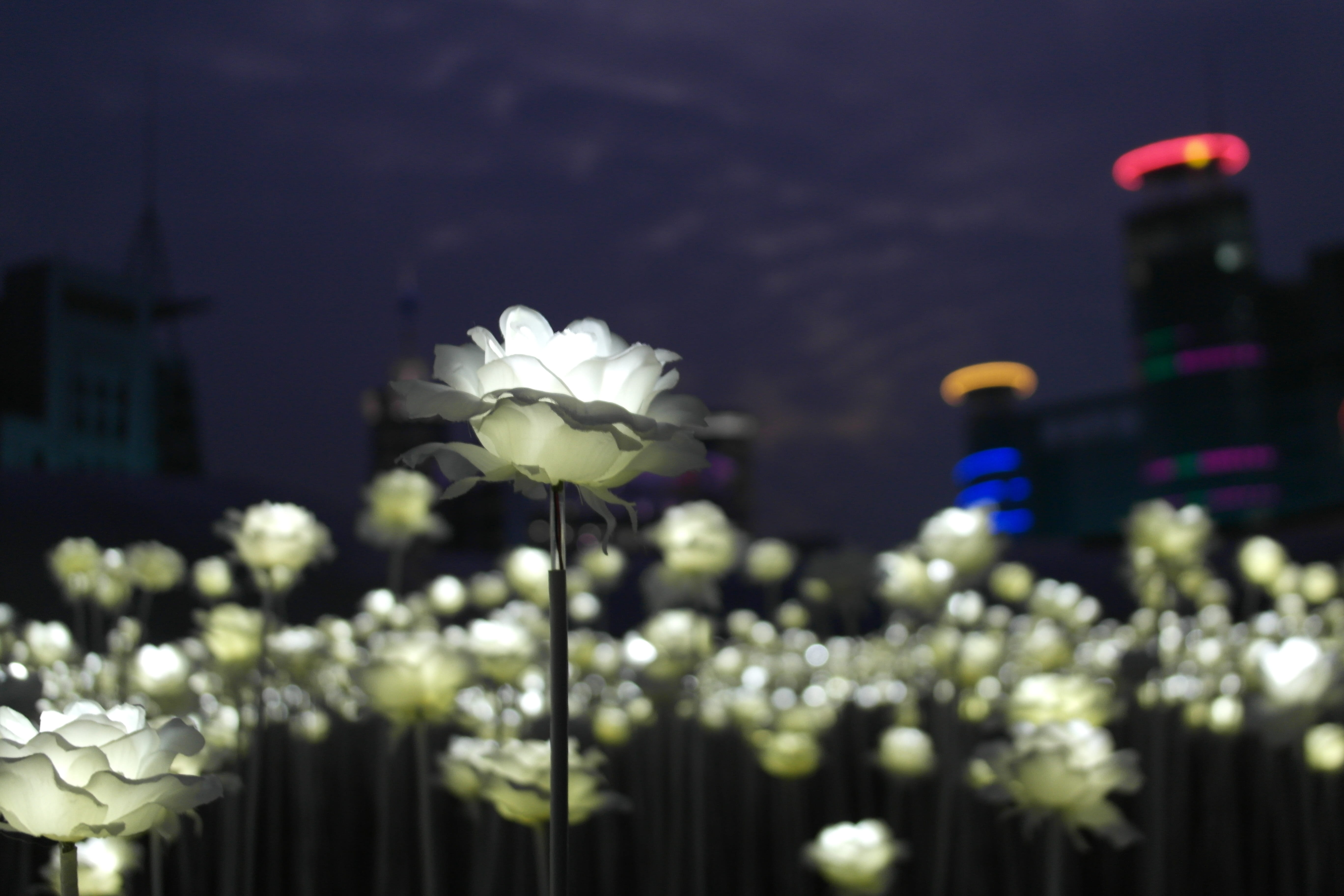 white roses, 5K, freshness, illuminated, no people, defocused, plant stem, rose, night view, vulnerability, flower, urban Scene, artificial, flower head, HD Wallpaper