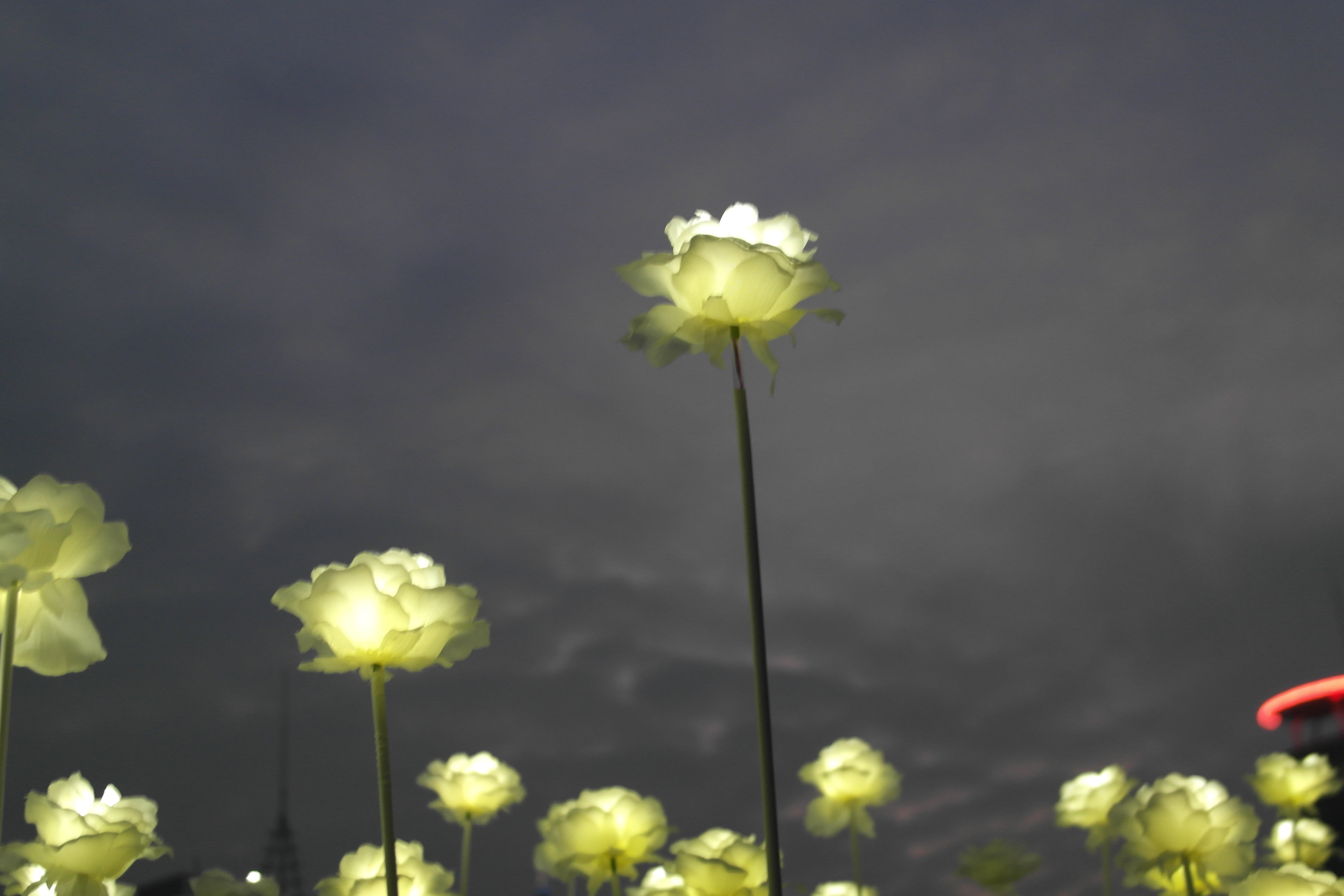 focus on foreground, fragility, flowering plant, beauty in nature, night view, yellow, 5K, plant stem, freshness, flower, rose, white roses, plant, close-up, HD Wallpaper