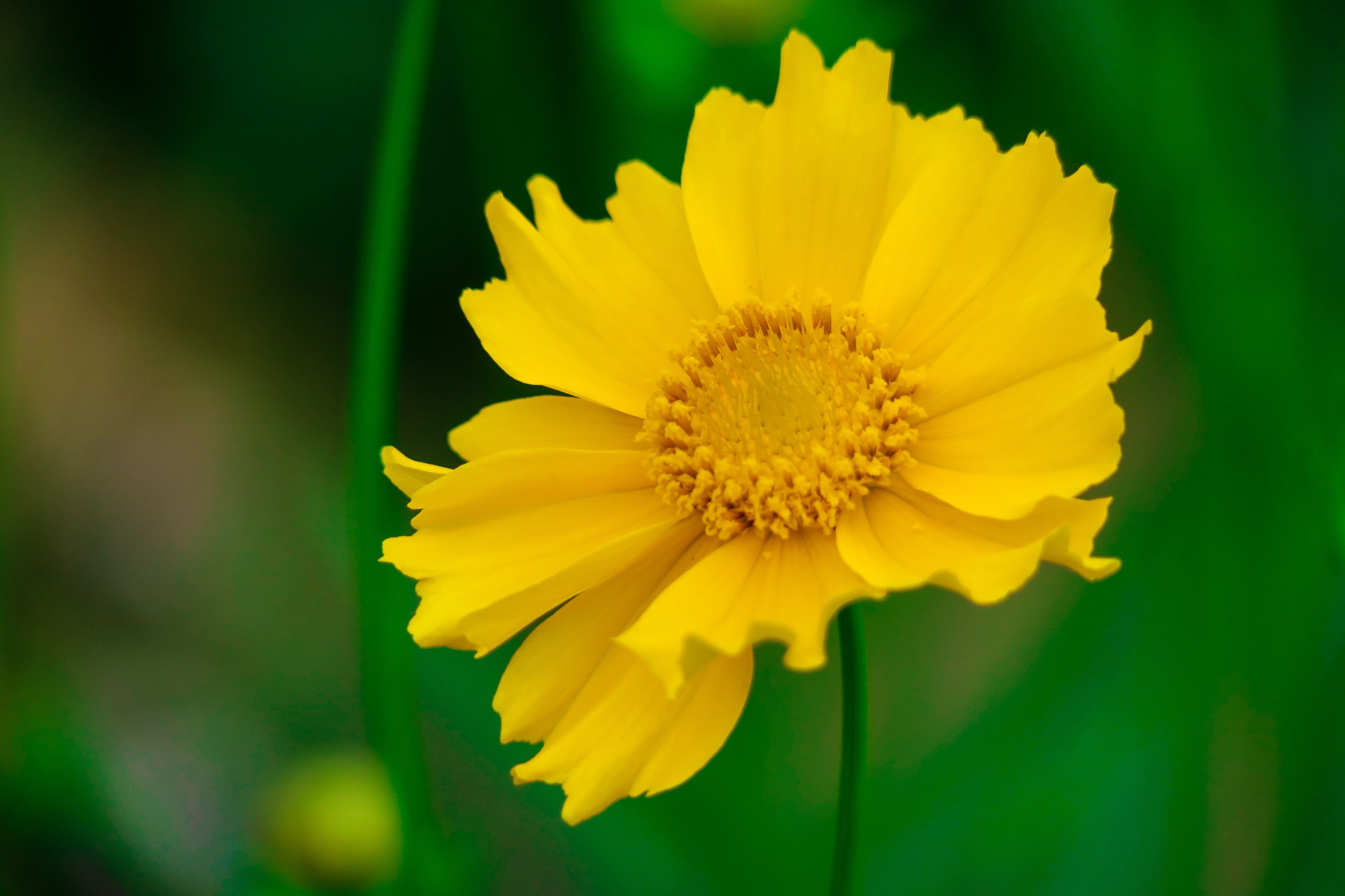 inflorescence, no people, flowering, beautiful, petal, nature, fresh, beauty in nature, flower, growth, close-up, plant, fragility, in full bloom, light, HD Wallpaper