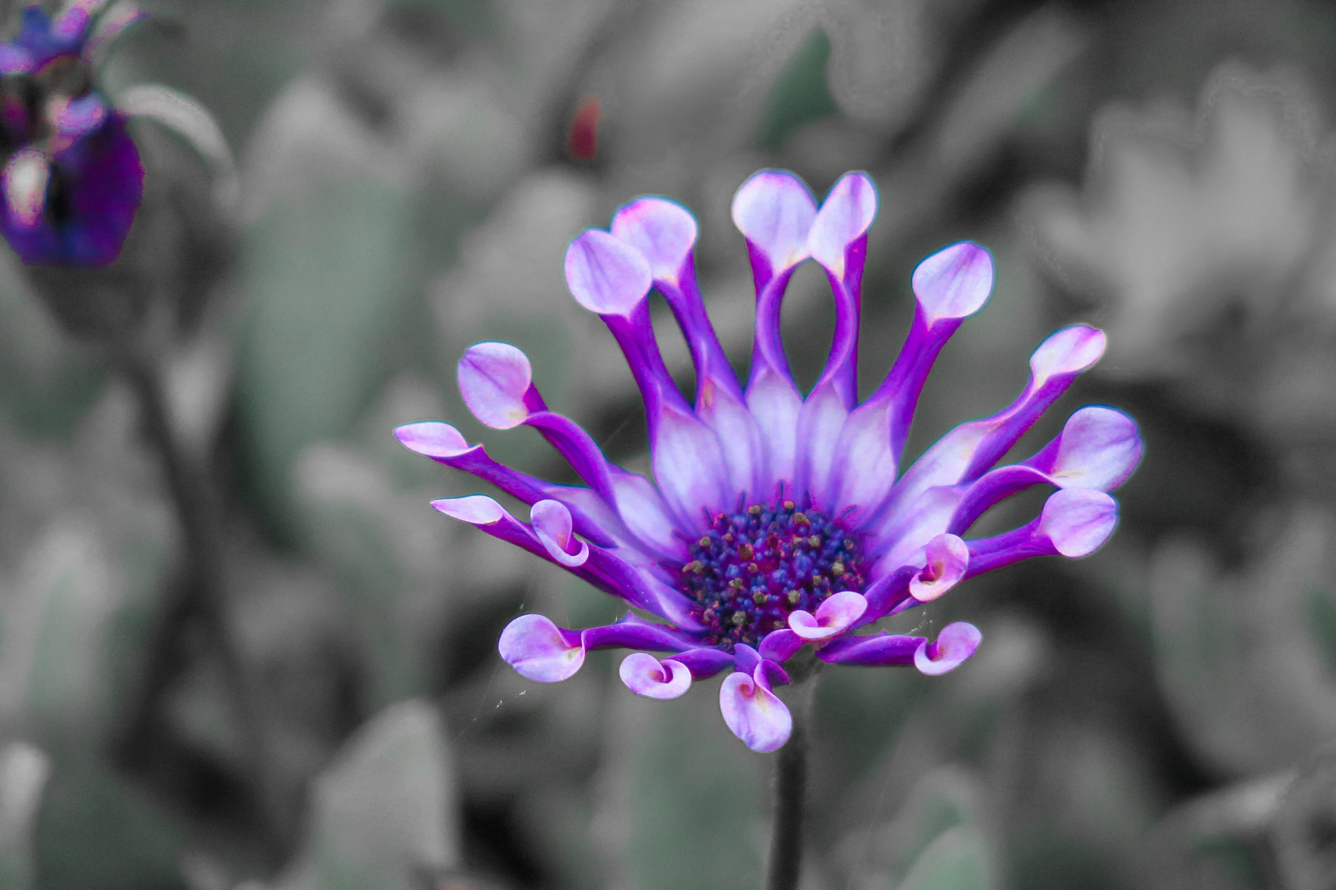 flower, korea national, vulnerability, fragility, flowering, gray, flowering plant, purple, outdoors, 4K, growth, wild flowers, focus on foreground, summer, HD Wallpaper
