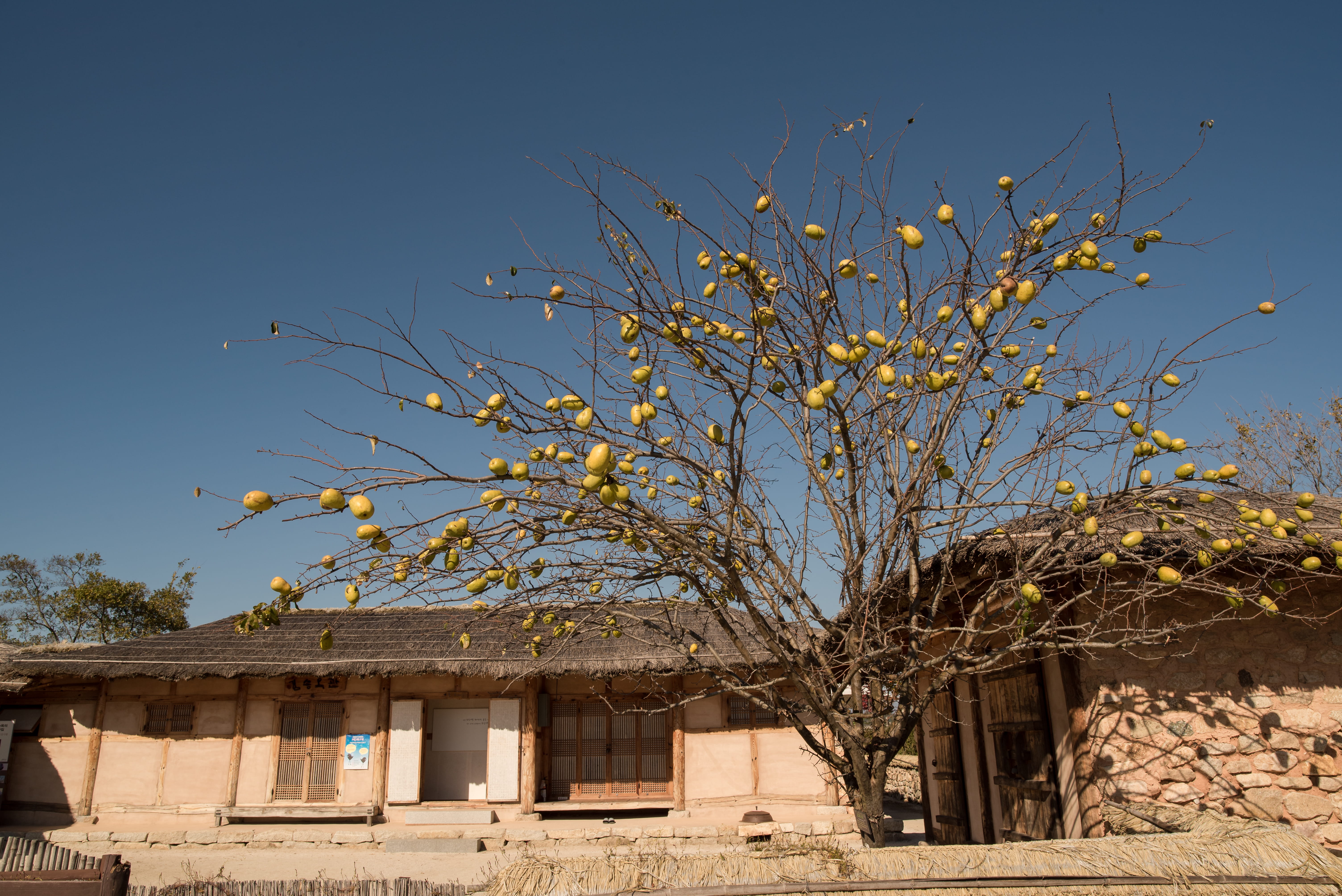 tree, building exterior, nature, abandoned, outdoors, no people, national house, plant, branch, hanok, old, korea, architecture, house, sky, 5K, sunlight, HD Wallpaper