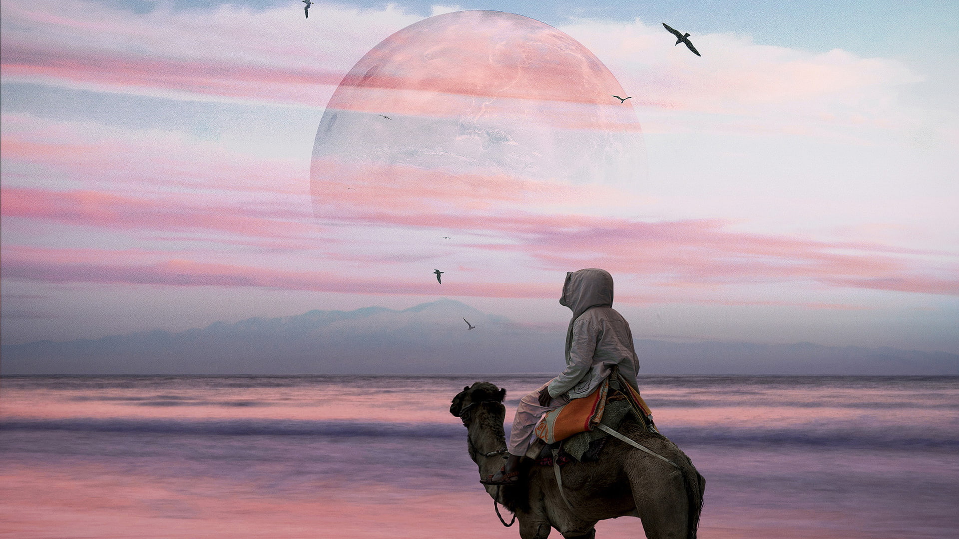 Hani Jamal, camels, 1080P, HD Wallpaper