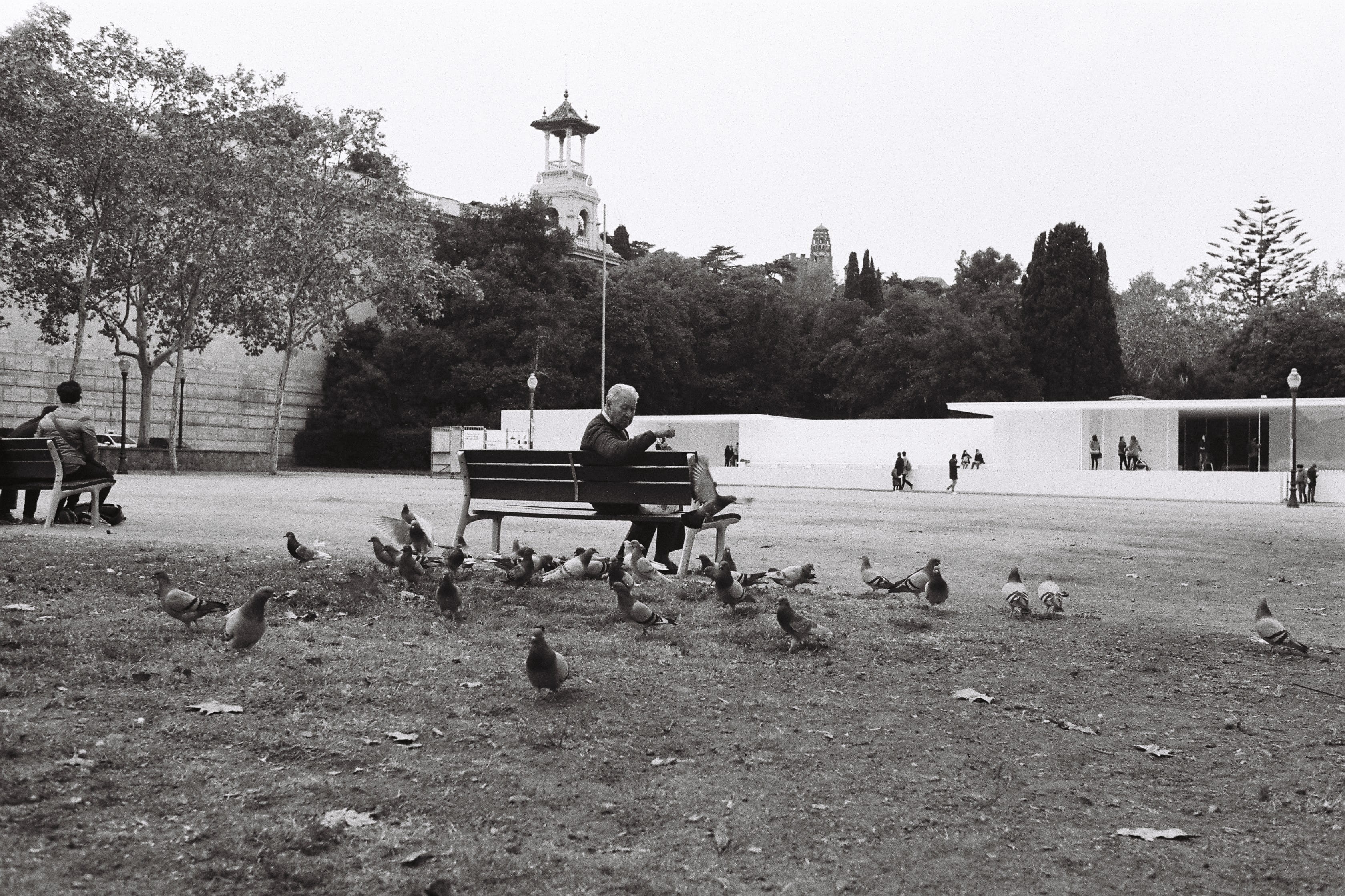 day, plant, pigeon, architecte, human representation, allemagne, sculpture, history, miesvanderrohe, real people, statue, men, park, barcelone, tree, birds, HD Wallpaper
