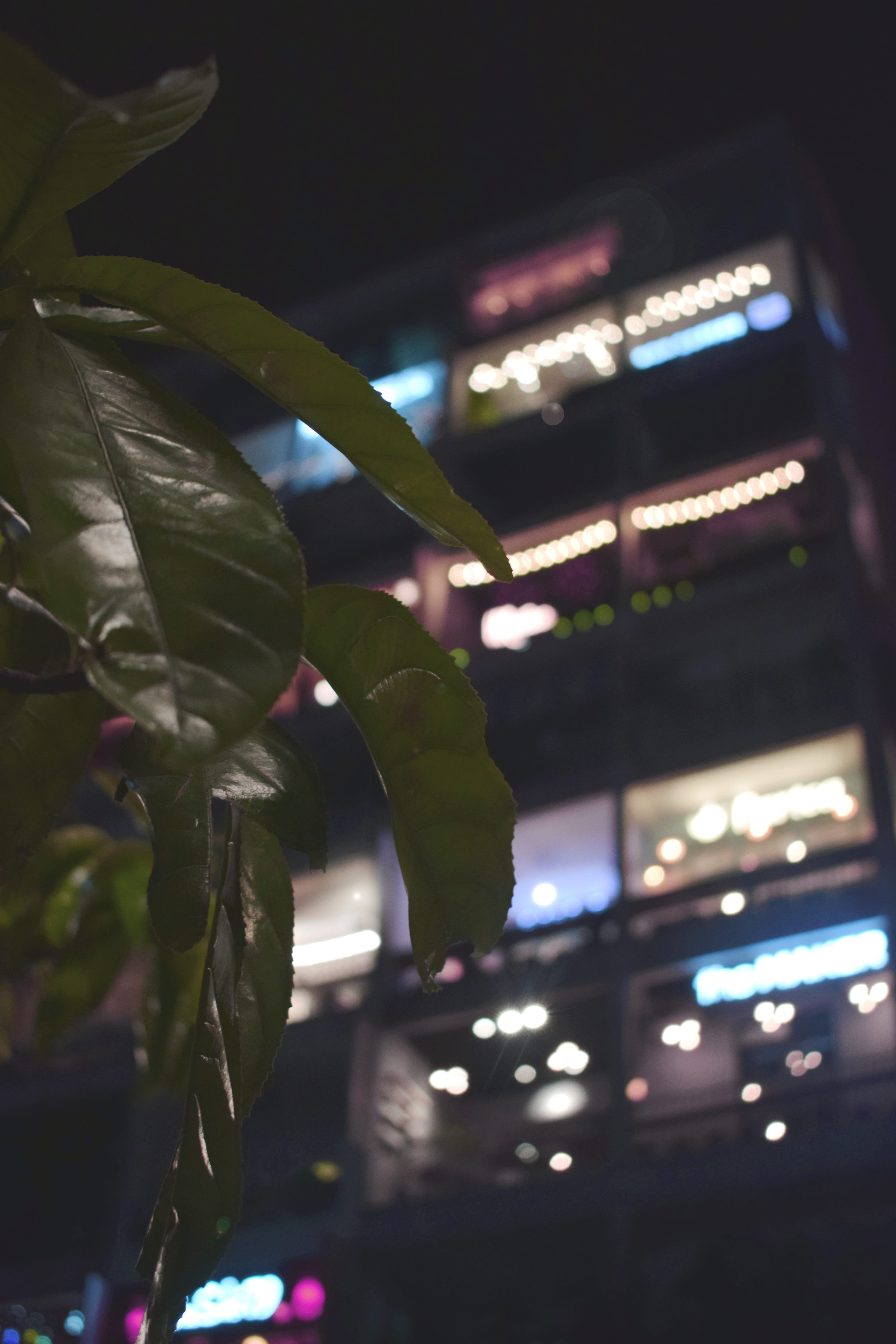 plant part, low angle view, contrast, building exterior, night, green color, illuminated, green, lens flare, ho chi minh city, city, hochiminh, selective focus, Phone HD Wallpaper