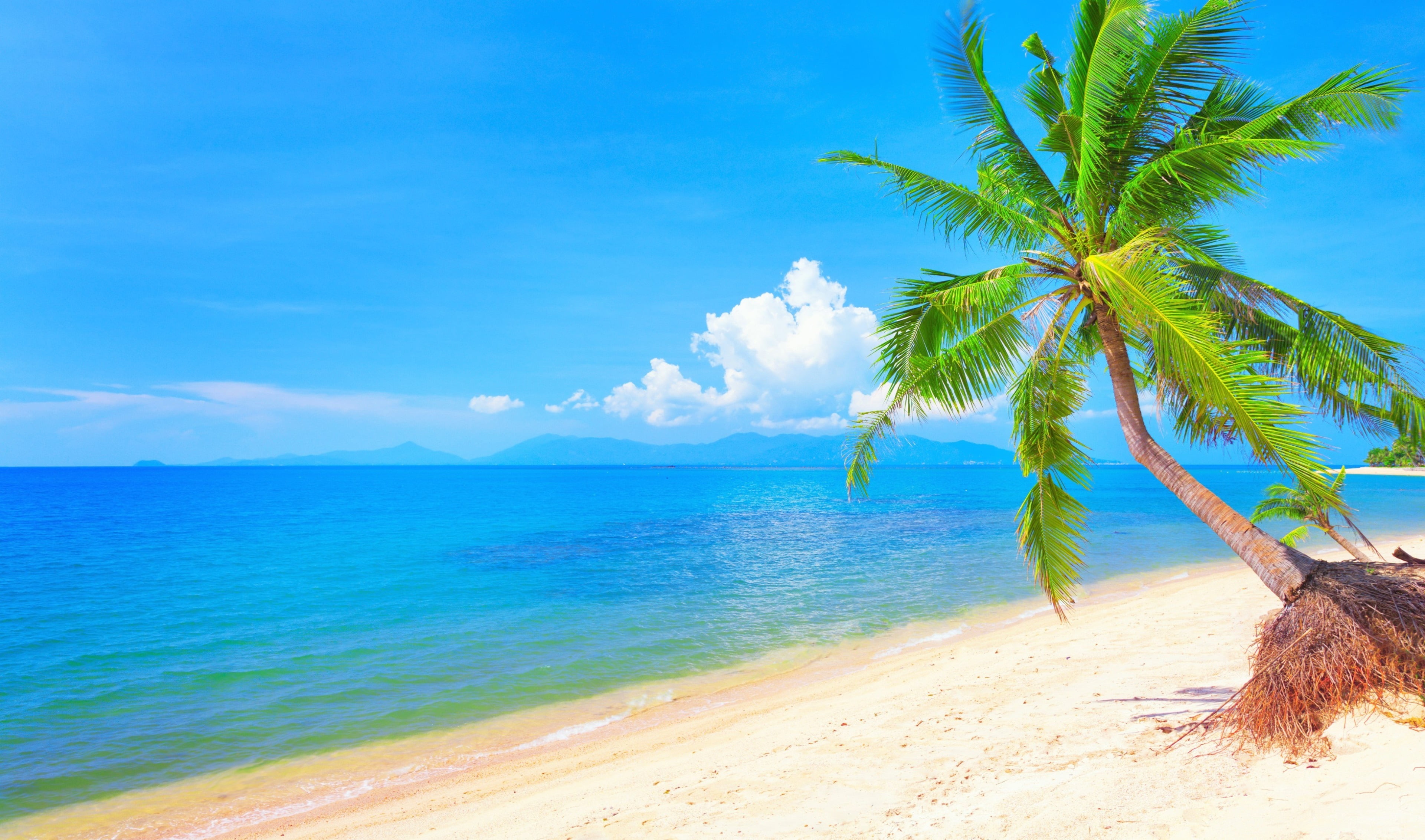 beach, scenics - nature, outdoors, sand, sea, land, nature, cloud - sky, coconut palm tree, no people, tranquility, tropical tree, plant, palm tree, 4K, HD Wallpaper