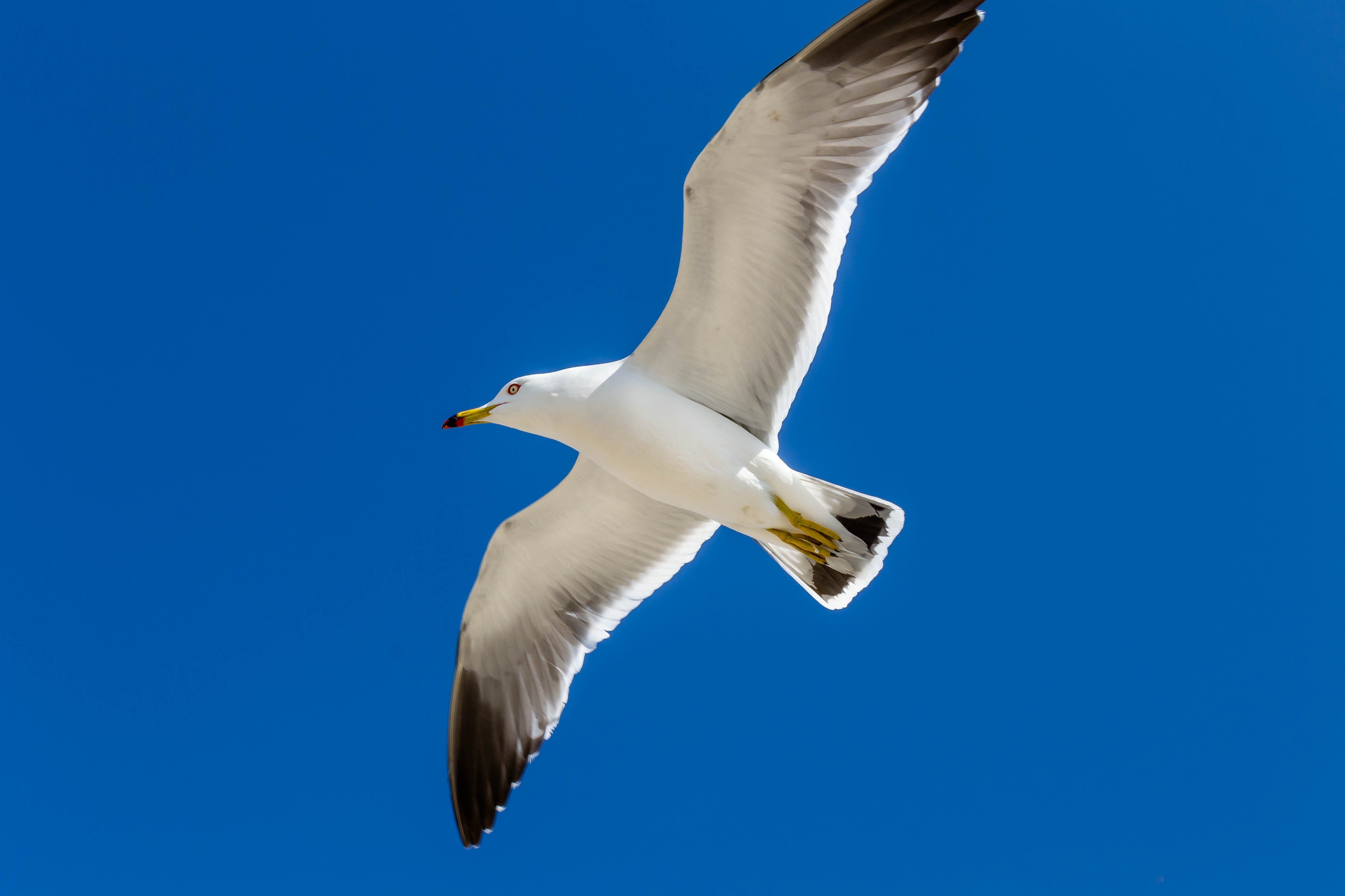 4K, blue, flying, ocean views, low angle view, new, sea, mid-air, sky, no people, animal, bird, animal wildlife, animal wing, seagull, motion, vertebrate, HD Wallpaper