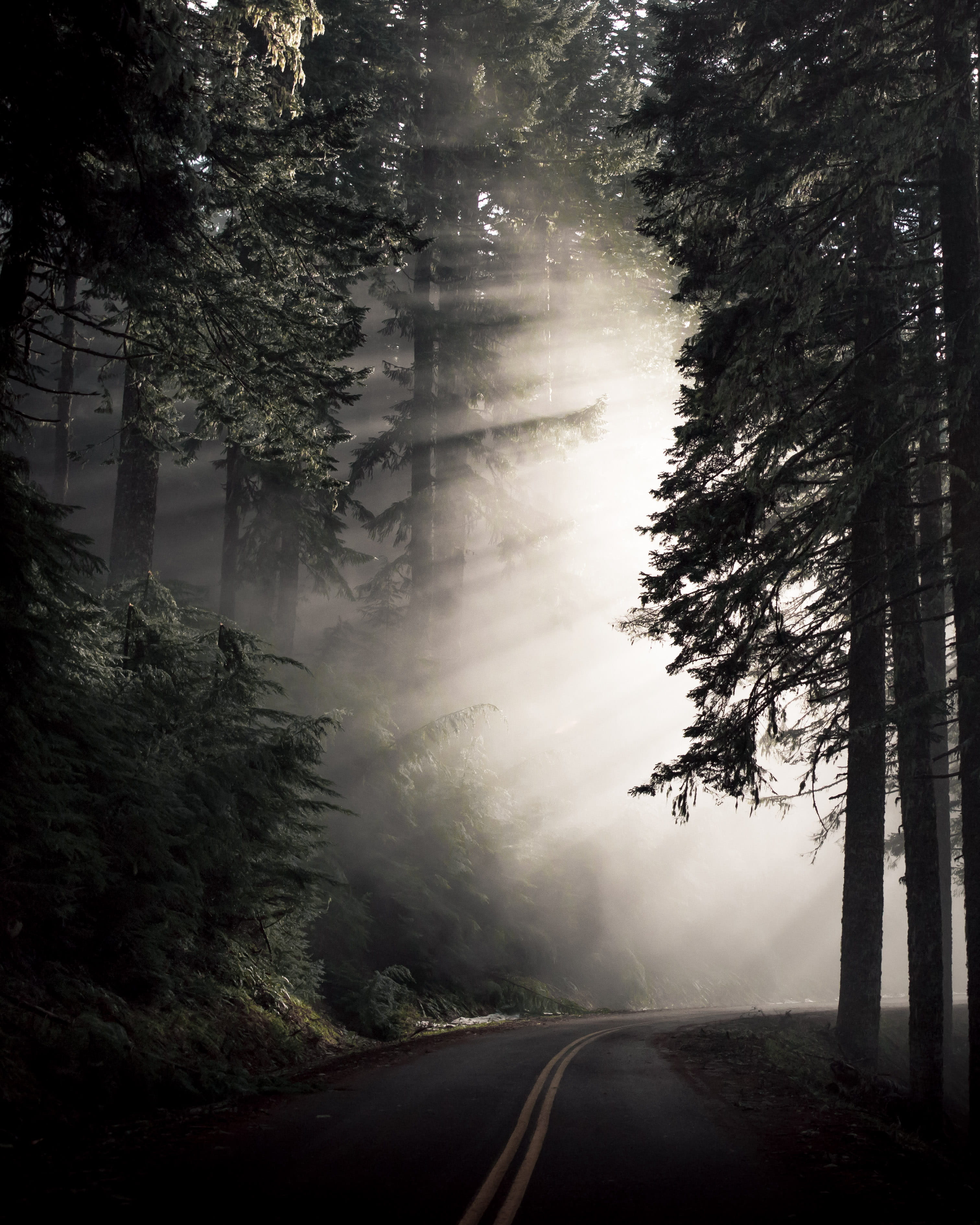 no people, direction, tranquility, sunlight, road, transportation, land, winding, woods, tranquil scene, passing, fog, tree, sign, nature, forest, 2K, Phone HD Wallpaper