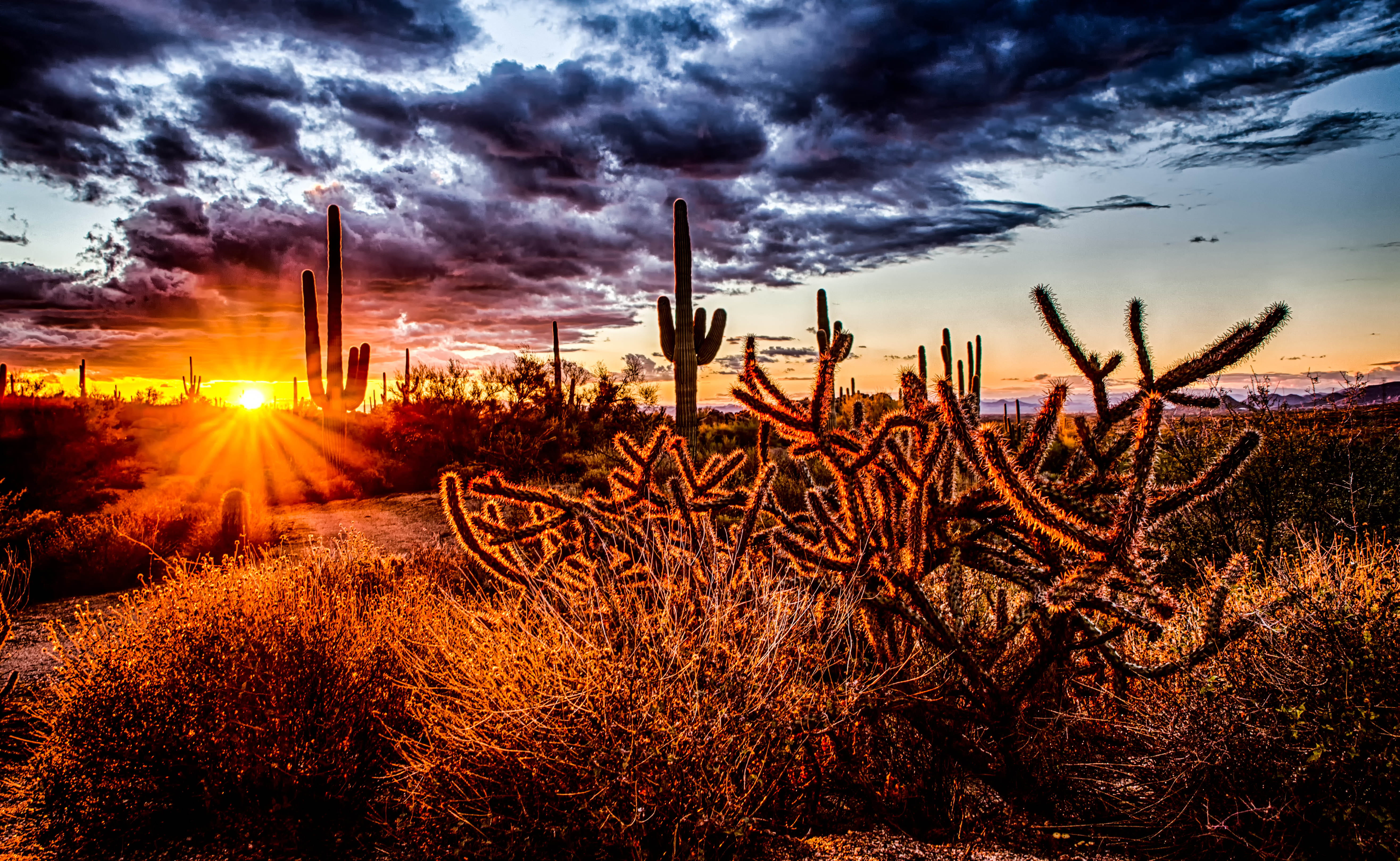 plant, nature, orange, cactus, lens flare, cloud - sky, tranquil scene, sunbeam, sky, growth, hdr, desert, dramatic sky, beauty in nature, sun, no people, HD Wallpaper