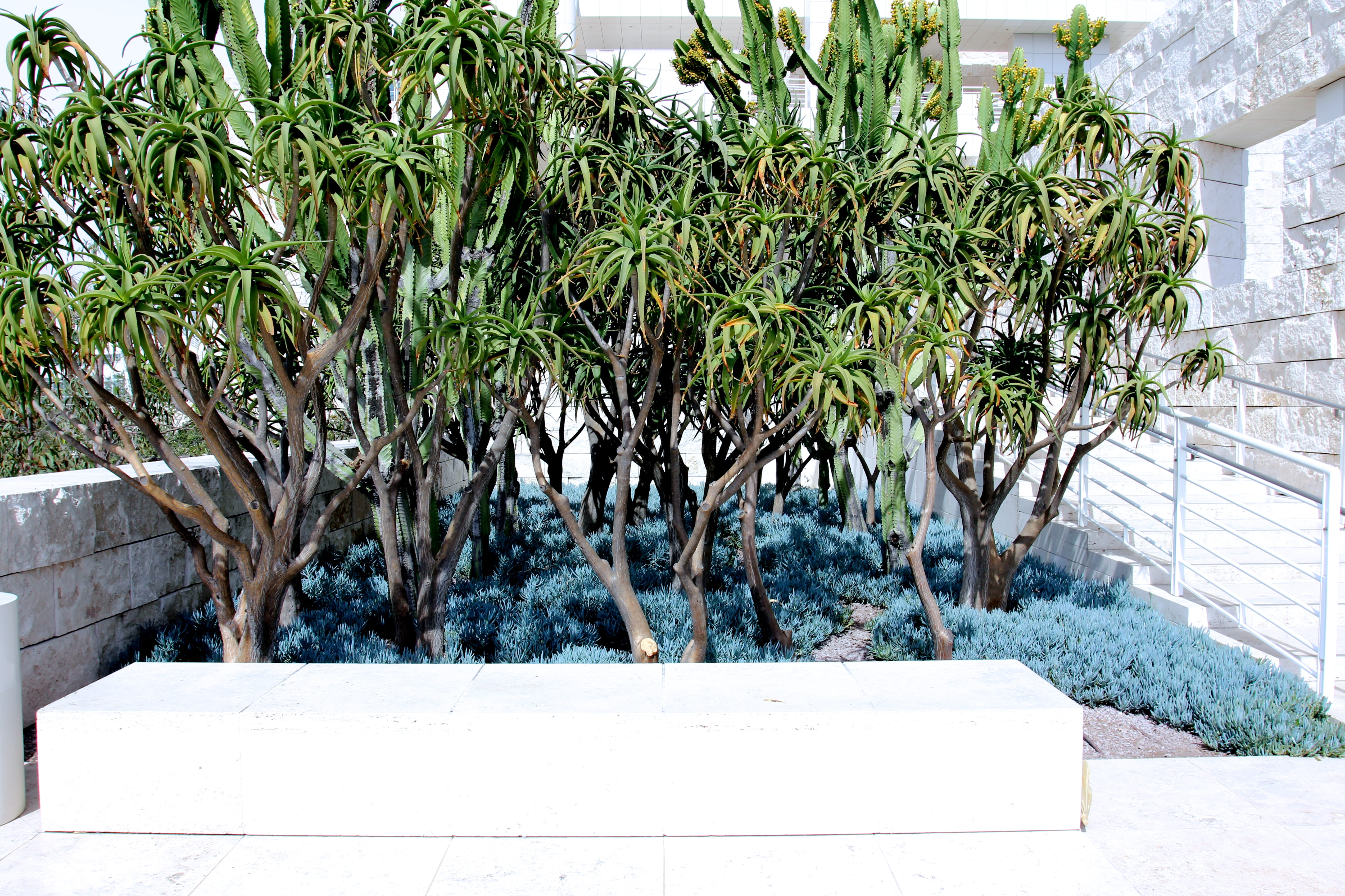 plant part, museum, tree, beauty in nature, white, plant, the getty, 4K, building, los angeles, retaining wall, sunlight, united states, sunny, growth, HD Wallpaper