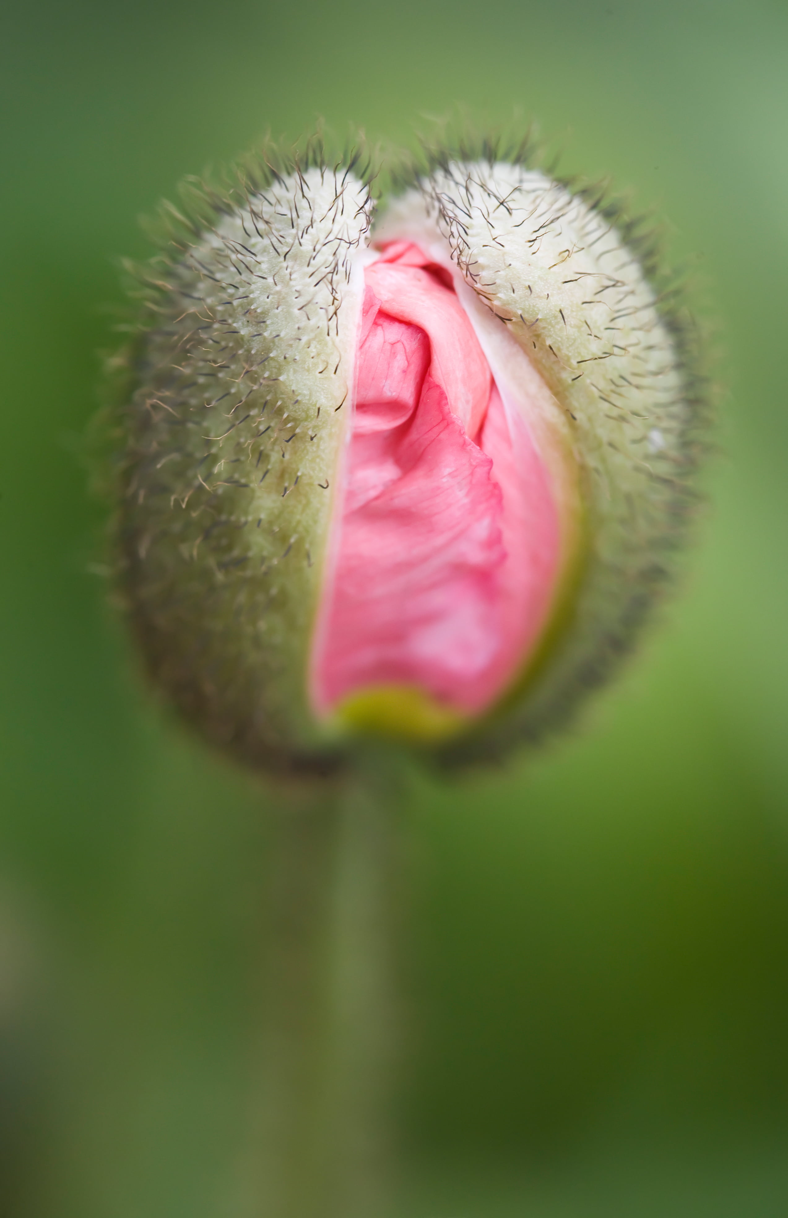 bud, USA, flower, Los Angeles, Reset, nature, flower bud, California  Common, J. Paul Getty Museum, Getty Center, United States of America, selective, pink, Phone HD Wallpaper
