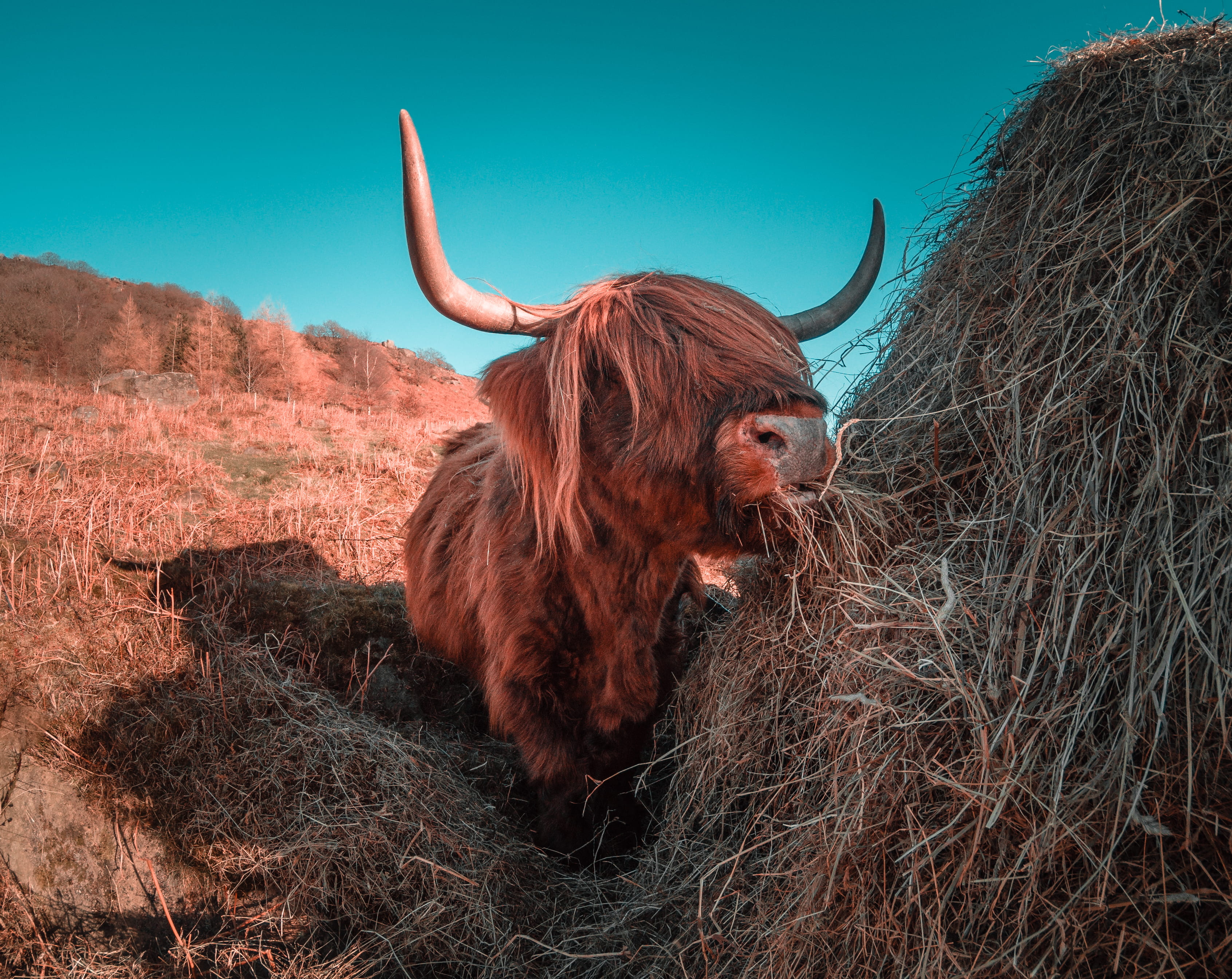 animal, brown, cuddly, lunch, nature, lonely planet, hairy, tree, hay, livestock, gopro, cattle, long hair, hungry, animal themes, horned, pets, domestic cattle, HD Wallpaper