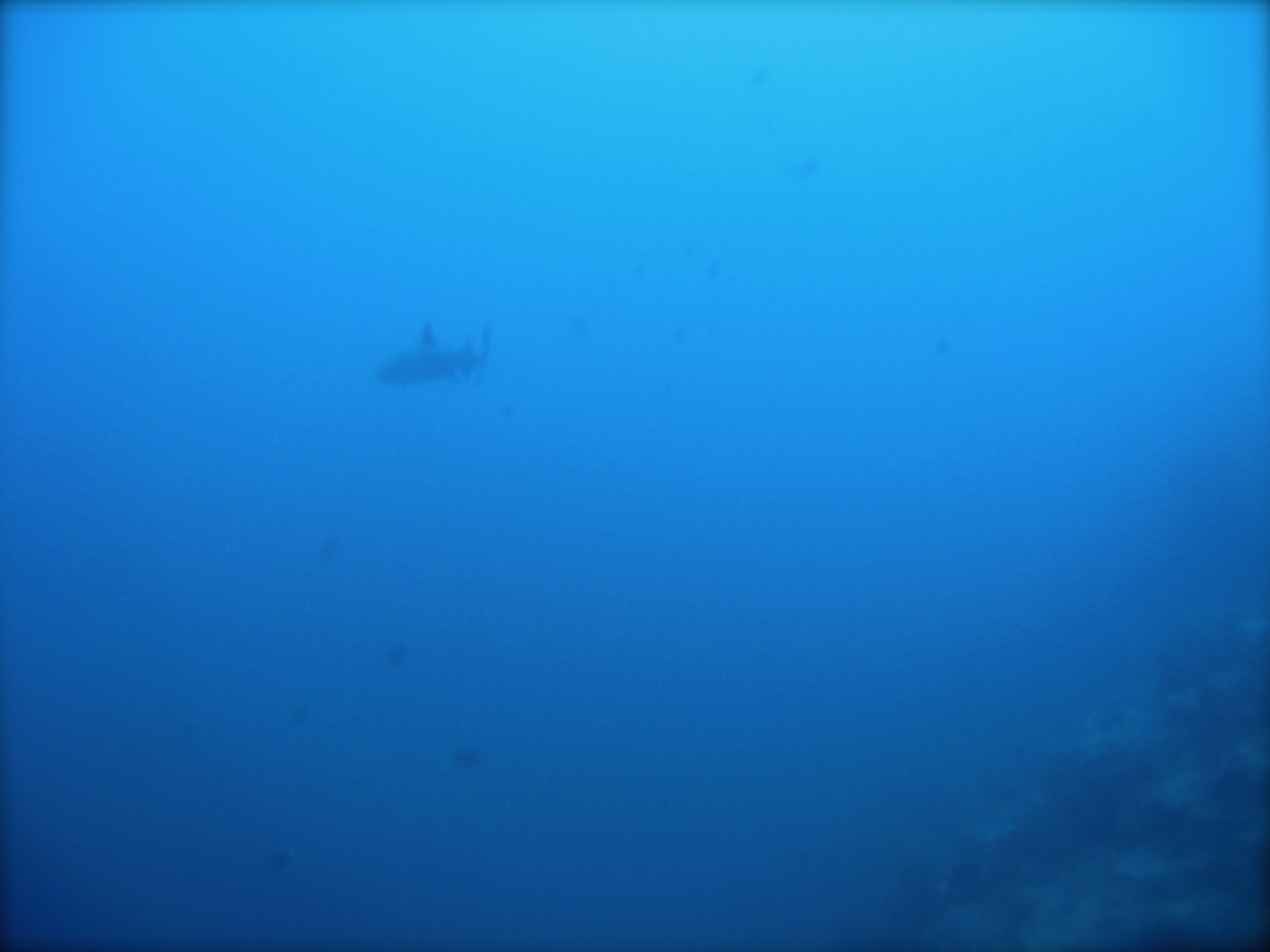 shark, undersea, day, animal, swimming, vertebrate, animal themes, diving, animals in the wild, beauty in nature, nature, water, south china sea, blue, HD Wallpaper
