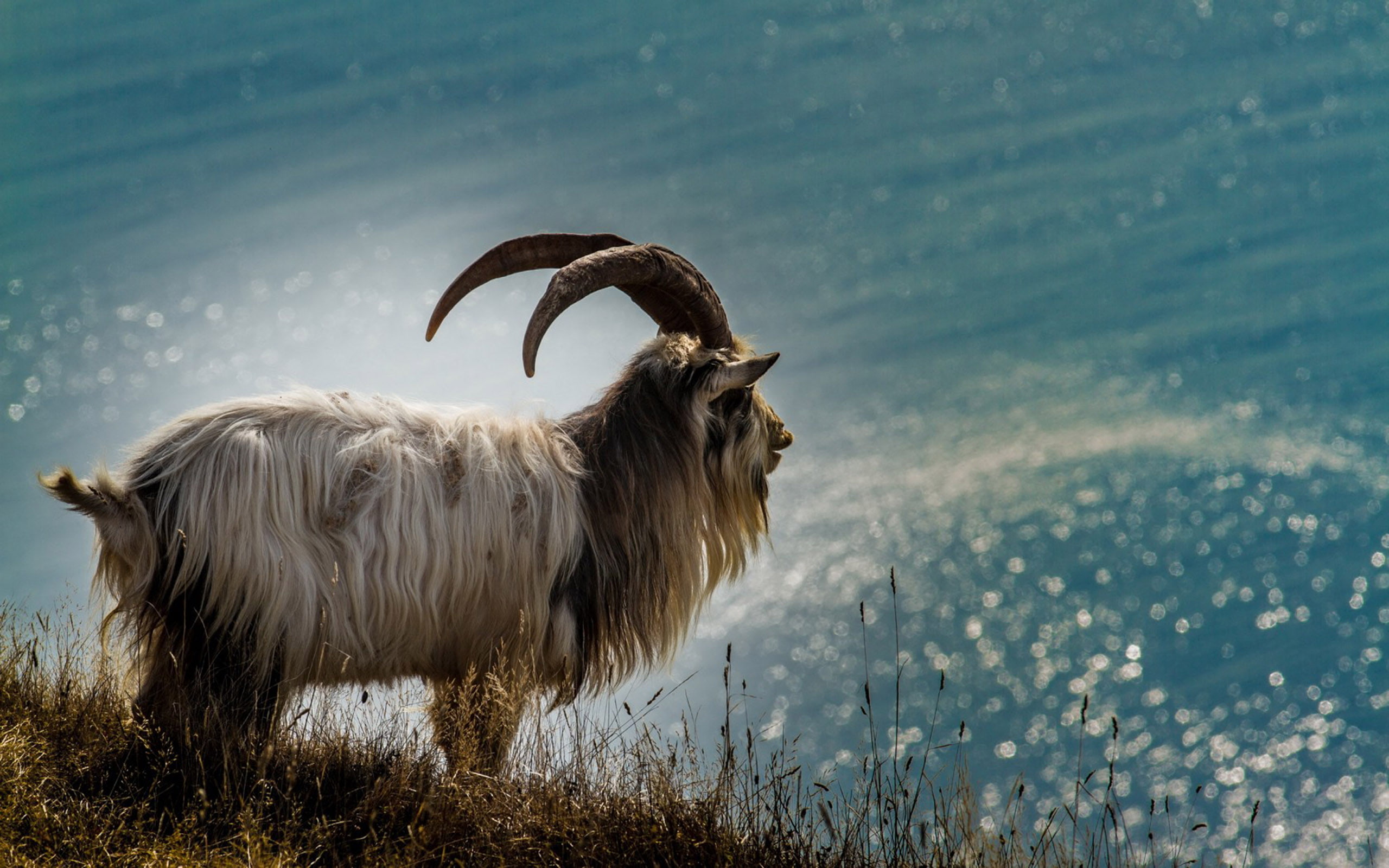 2K, capra, domestic, domesticated, asia, hd, aegagrus, goat, eastern, hircus, subspecies, europe, wild, southwest, HD Wallpaper