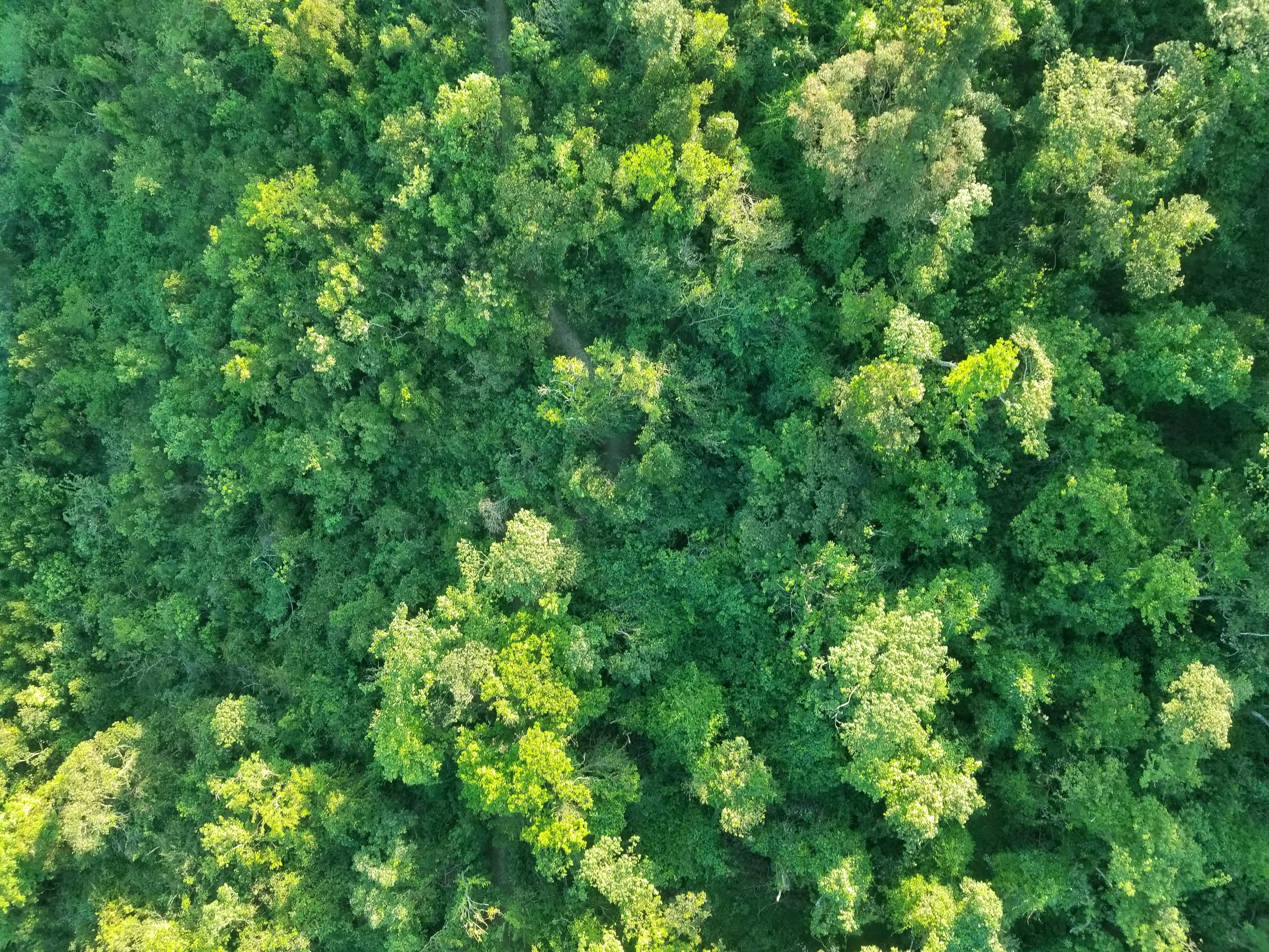 high angle view, land, directly above, backgrounds, lantau island, day, trees, exappiah, no people, sunlight, green color, plants, tranquility, lush foliage, HD Wallpaper