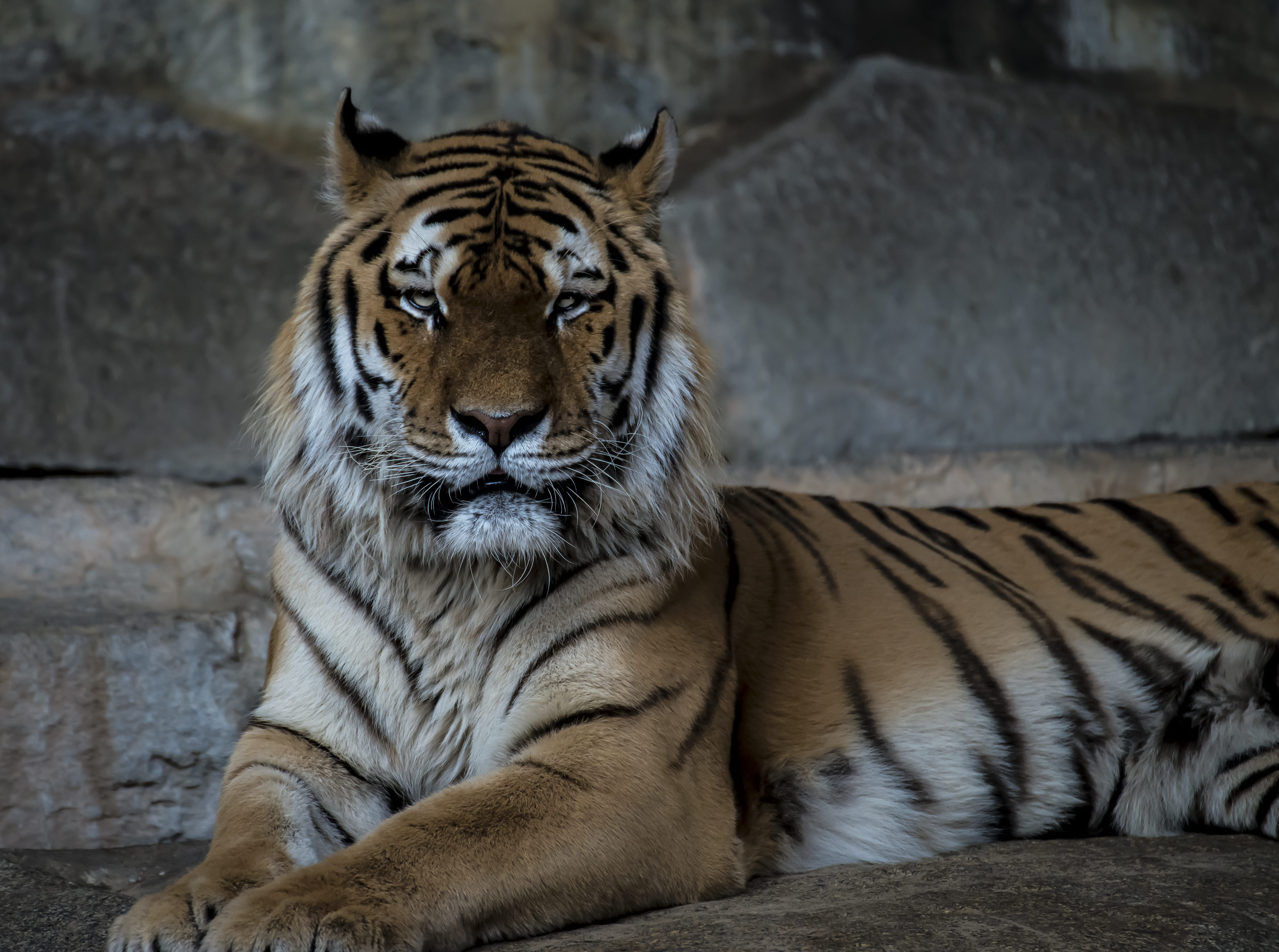 relaxation, animals in the wild, big cat, mammal, wall, cat, no people, concrete, animal, day, tiger portrait, wild, tiger, soil, animal themes, brown, HD Wallpaper