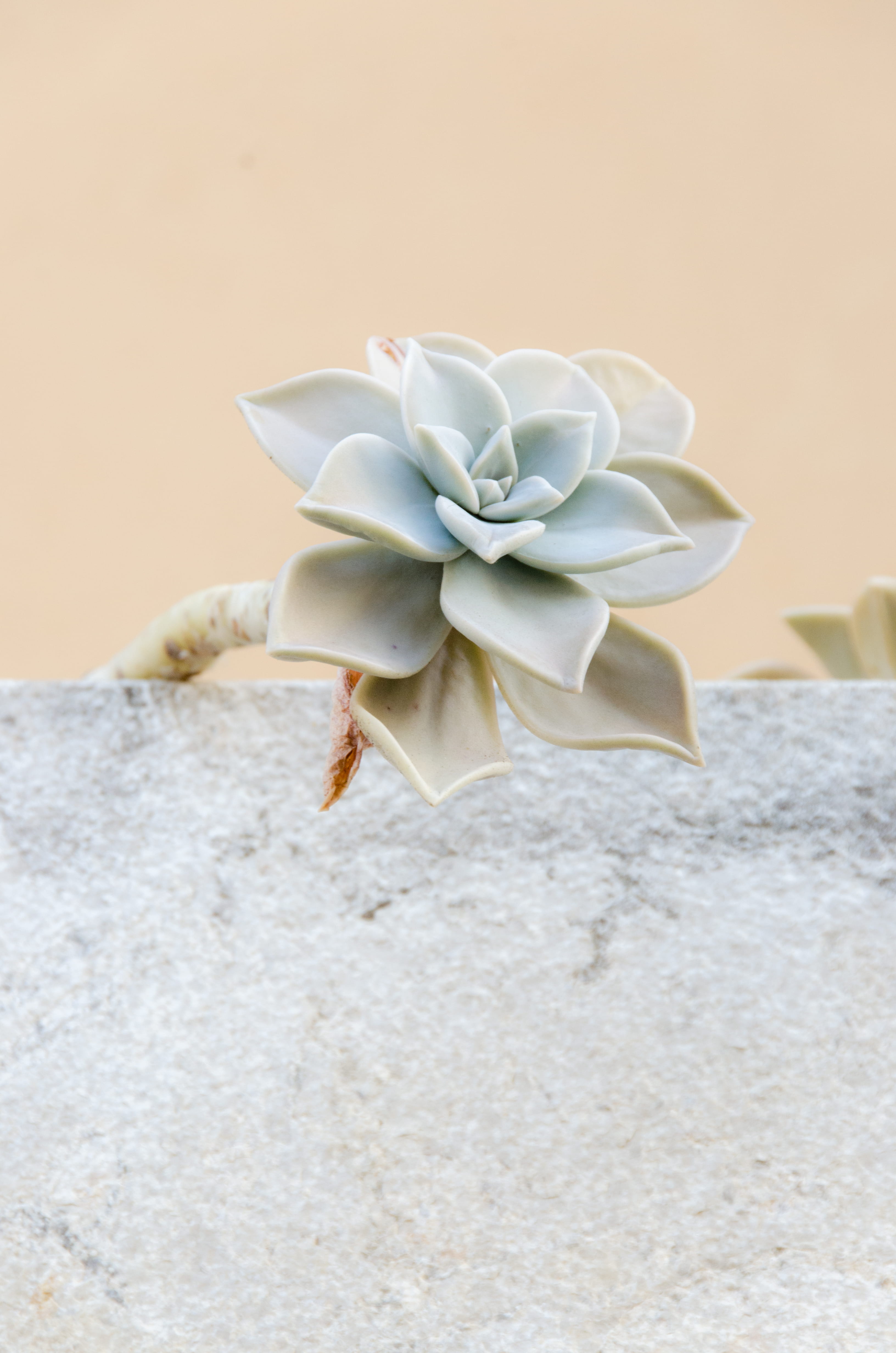 studio shot, cream, creamy, grey, focus on foreground, responsibility, krishnamurti, close-up, freshness, colored background, 4K, fragility, meditation, Phone HD Wallpaper
