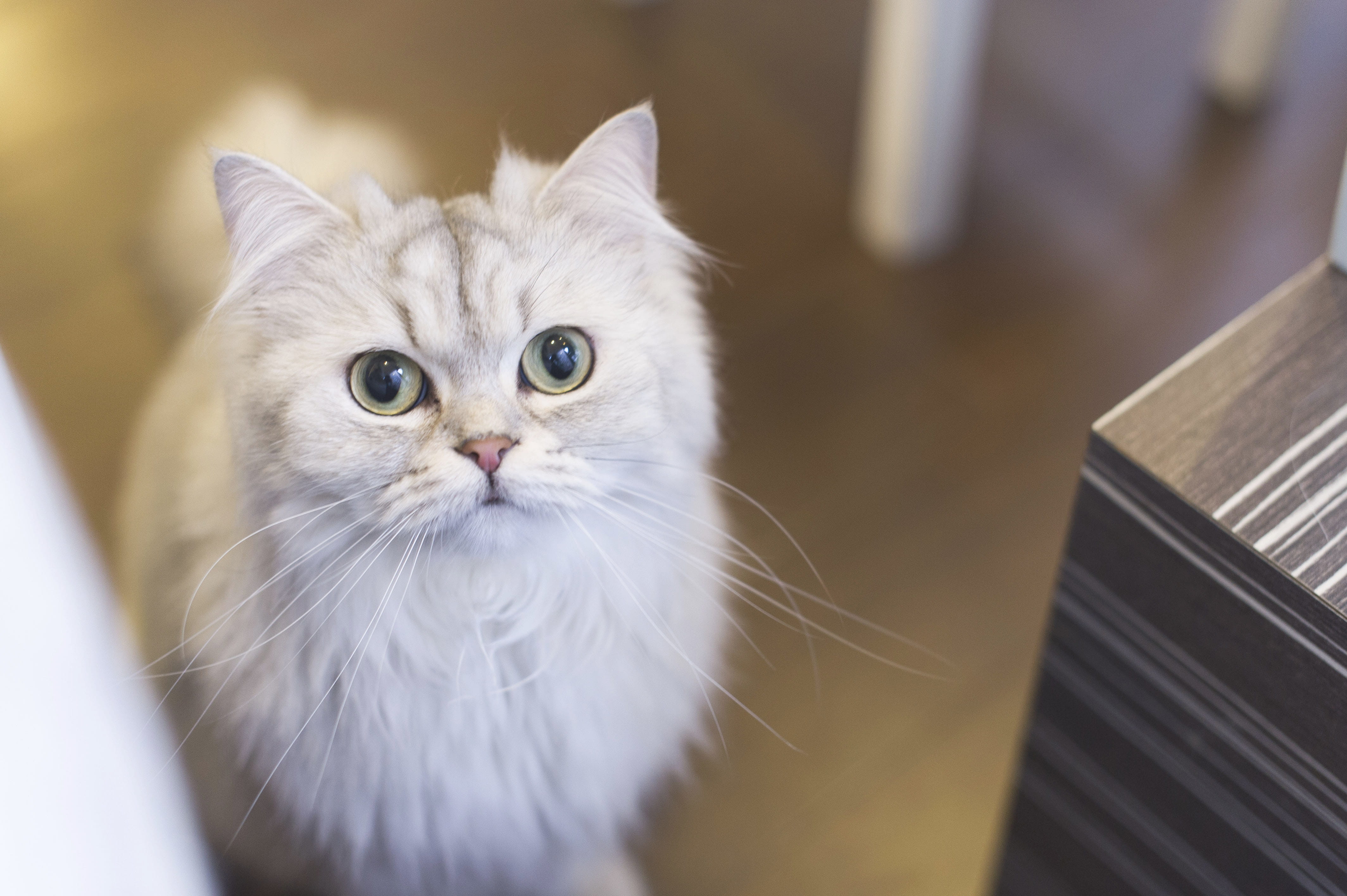 cat, domestic cat, hongkong, pet, looking at camera, 4K, looking, domestic animals, portrait, one animal, no people, whisker, aninmal, hong kong, pets, HD Wallpaper