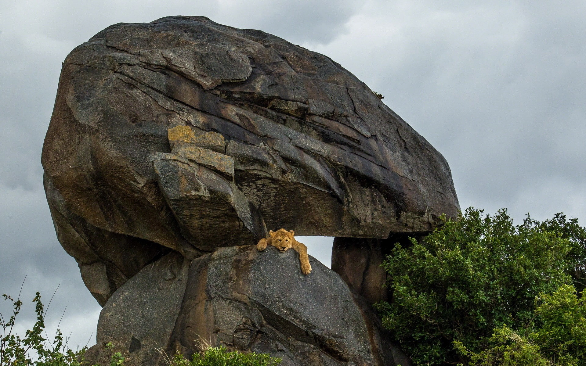1080P, nature, rock, lion, animals, HD Wallpaper
